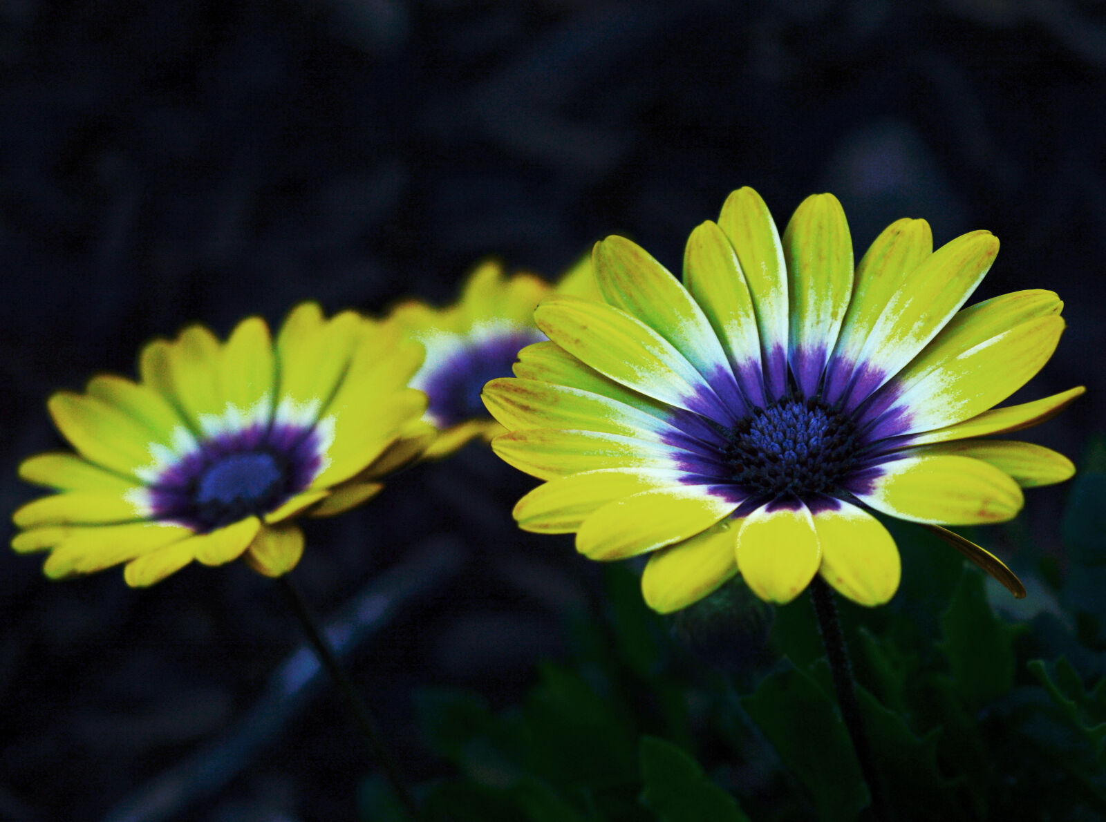 Nikon D3200 sample photo. Yellow, and, purple, petaled photography