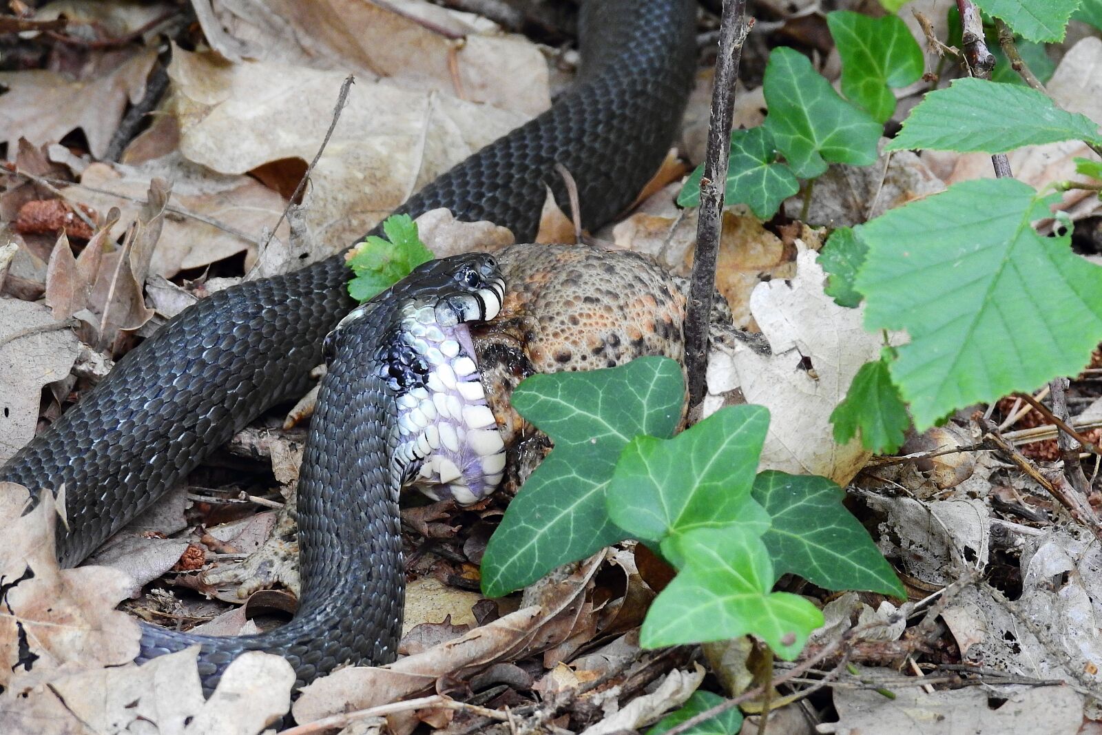 Nikon Coolpix P900 sample photo. Snake, gad, grass snake photography