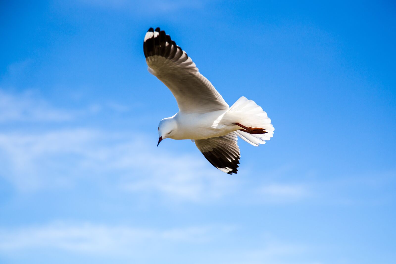 Canon EOS 6D + Canon EF 24-105mm F4L IS USM sample photo. Animal, avian, bird photography