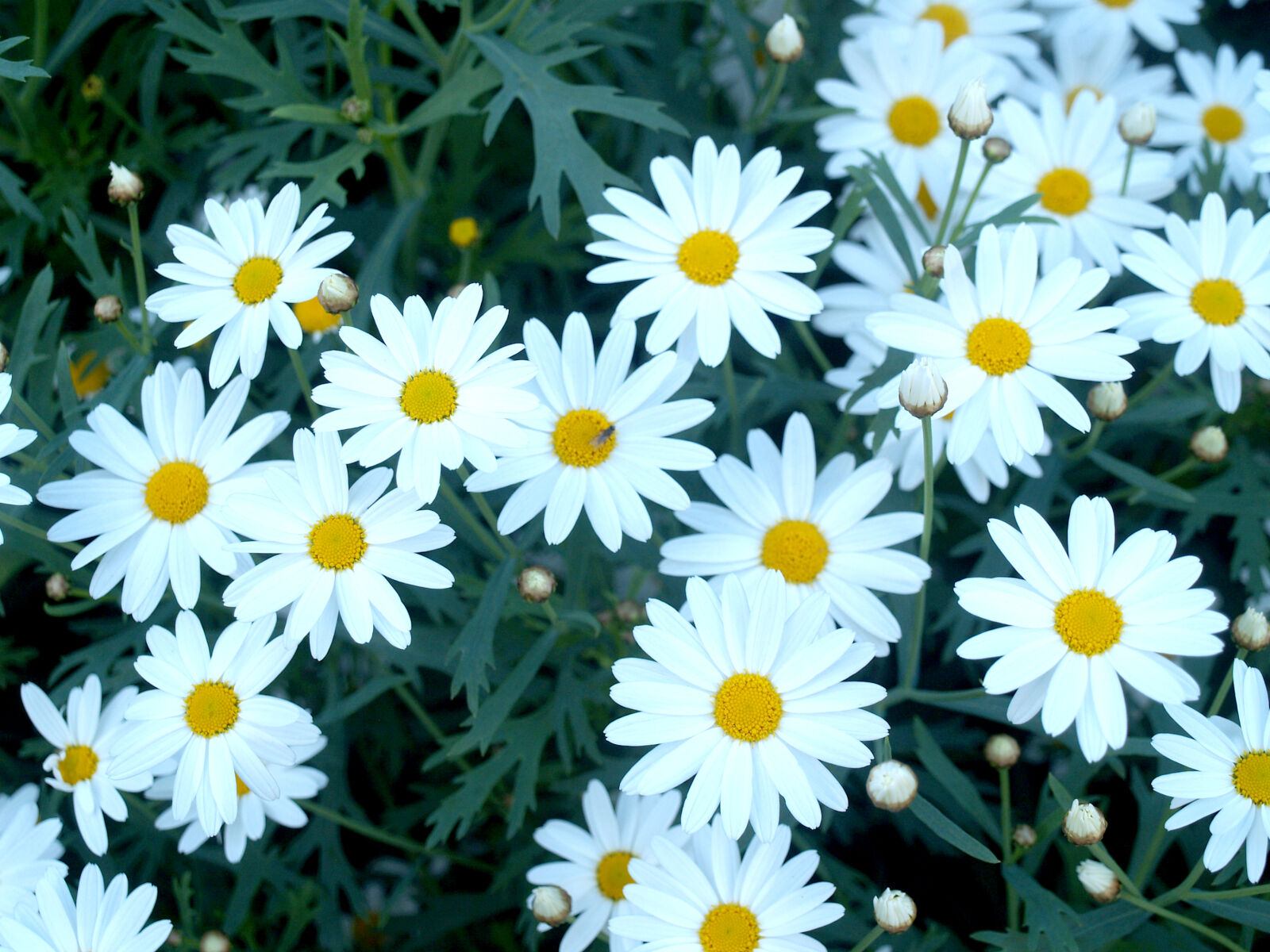 Olympus E-300 (EVOLT E-300) sample photo. Asia, asian, beautiful, blooming photography