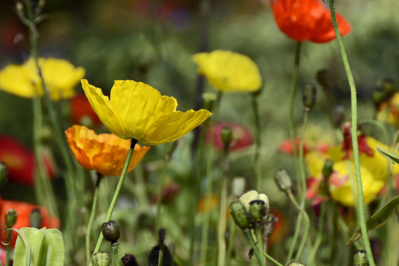 Nikon D7100 sample photo. Klatschmohn, flowers, poppy photography