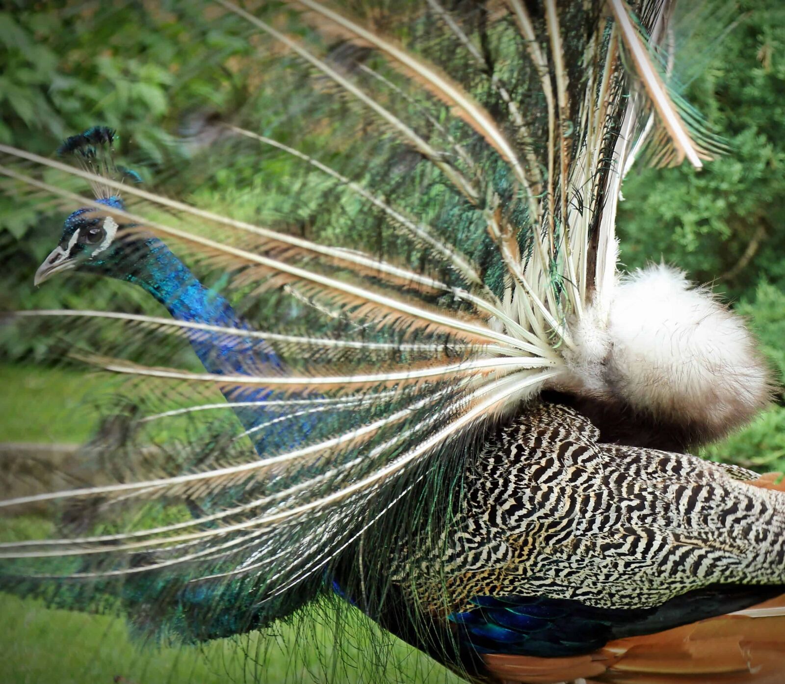 Canon EOS 550D (EOS Rebel T2i / EOS Kiss X4) sample photo. Grass, peacock bird, feather photography