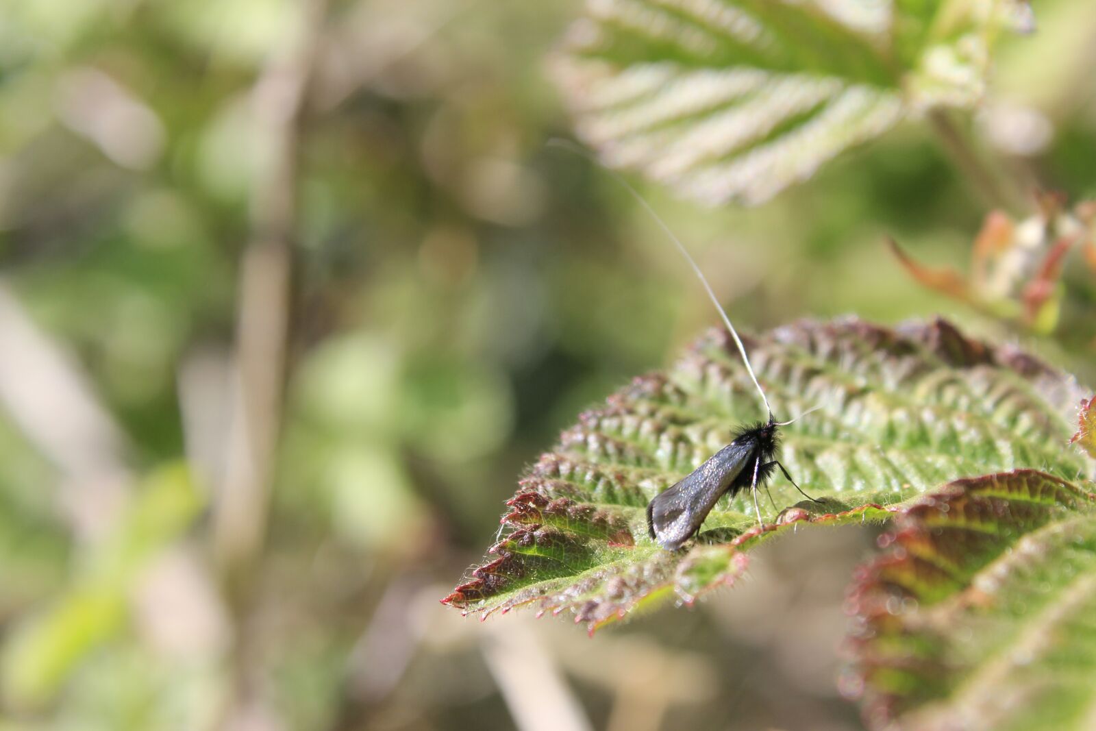 Canon EOS 60D sample photo. Insect, hairy, black photography