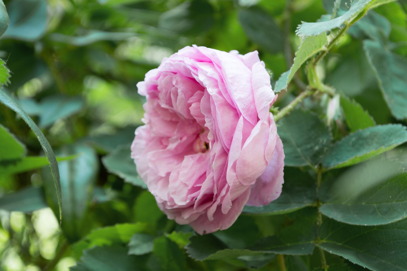 Nikon D5200 sample photo. Rose, summer, flower photography