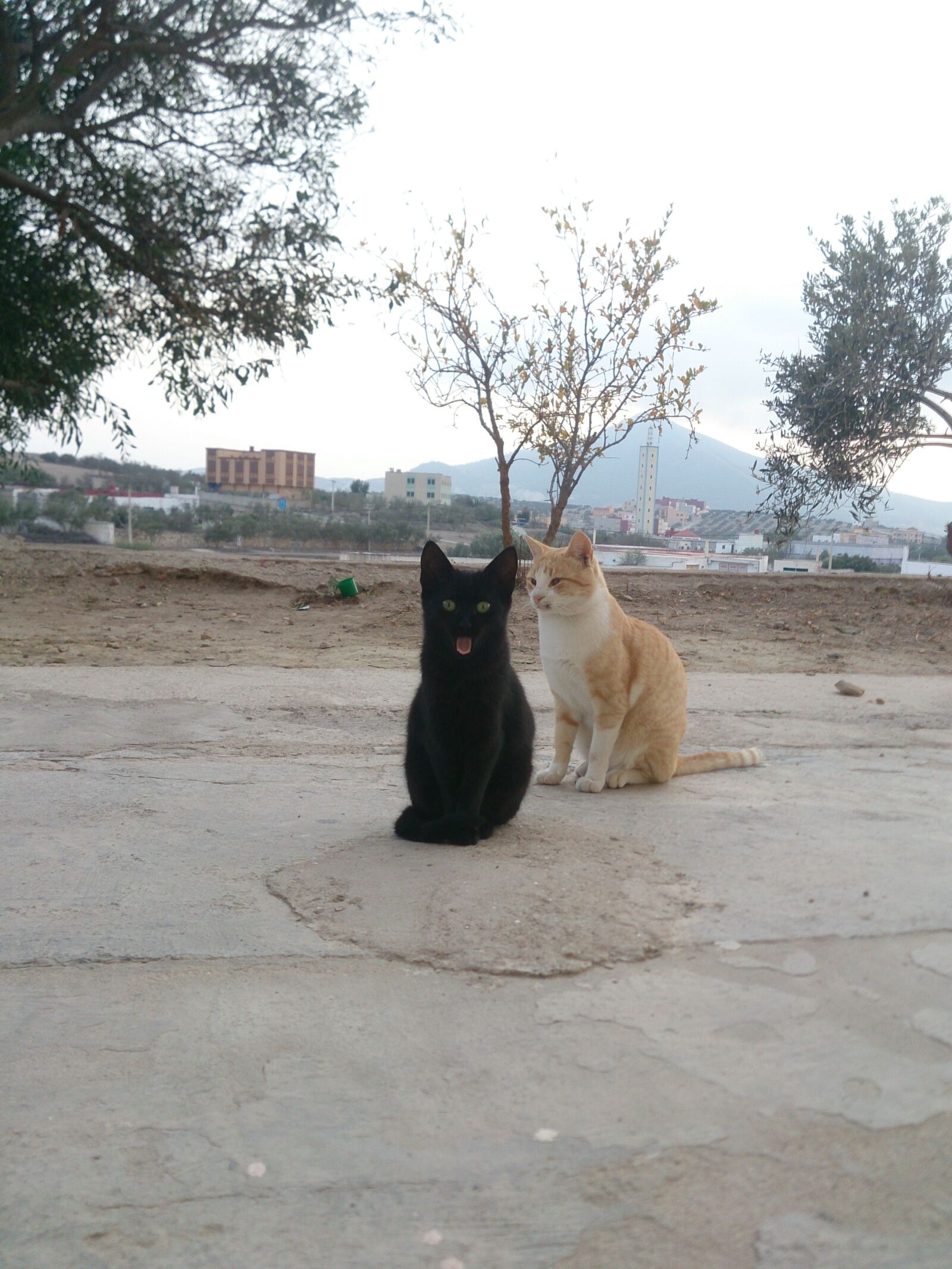 Sony Xperia Z sample photo. Cat, on, ground, against photography