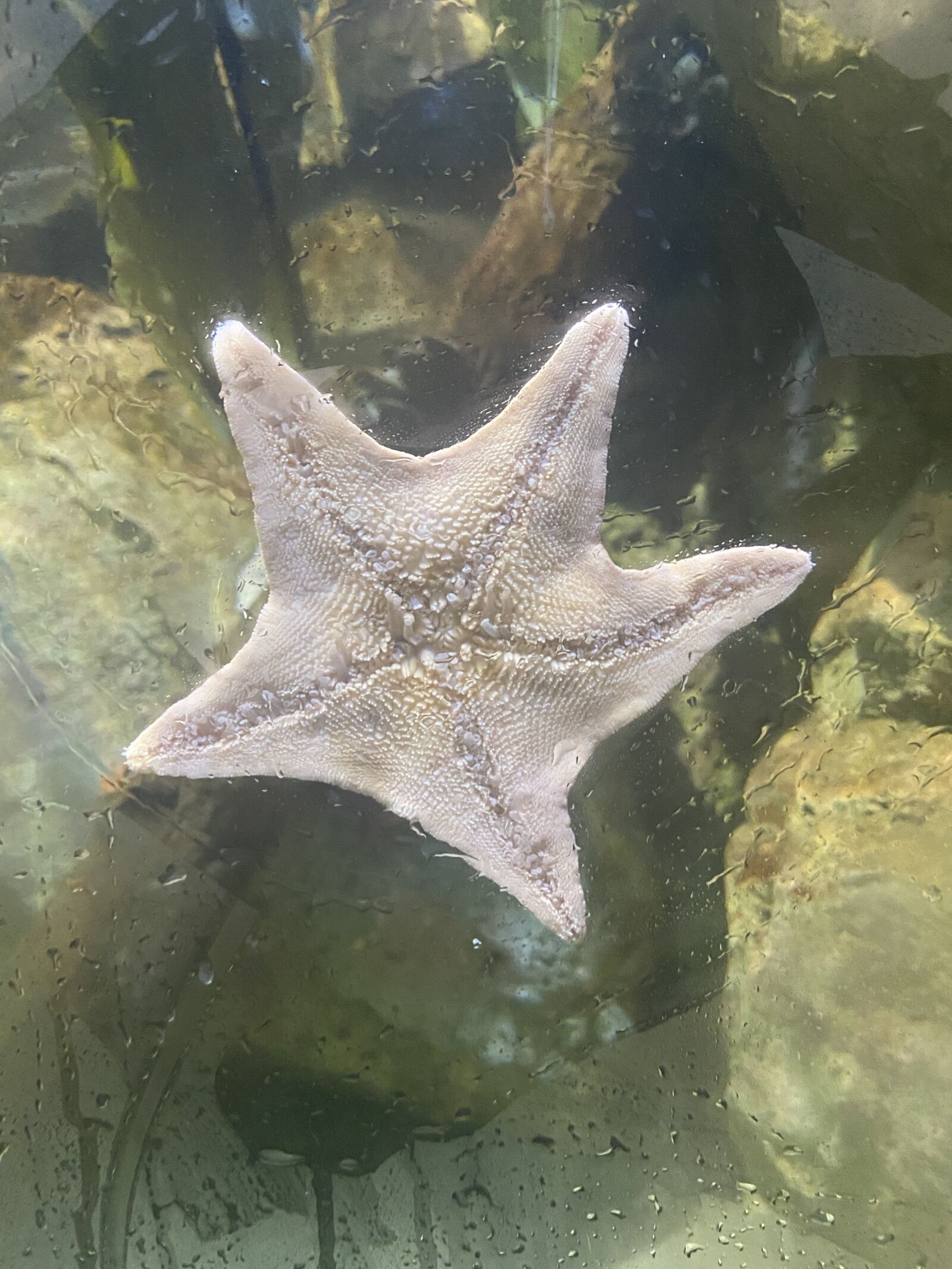 Apple iPhone 11 sample photo. Starfish, sea life, underwater photography