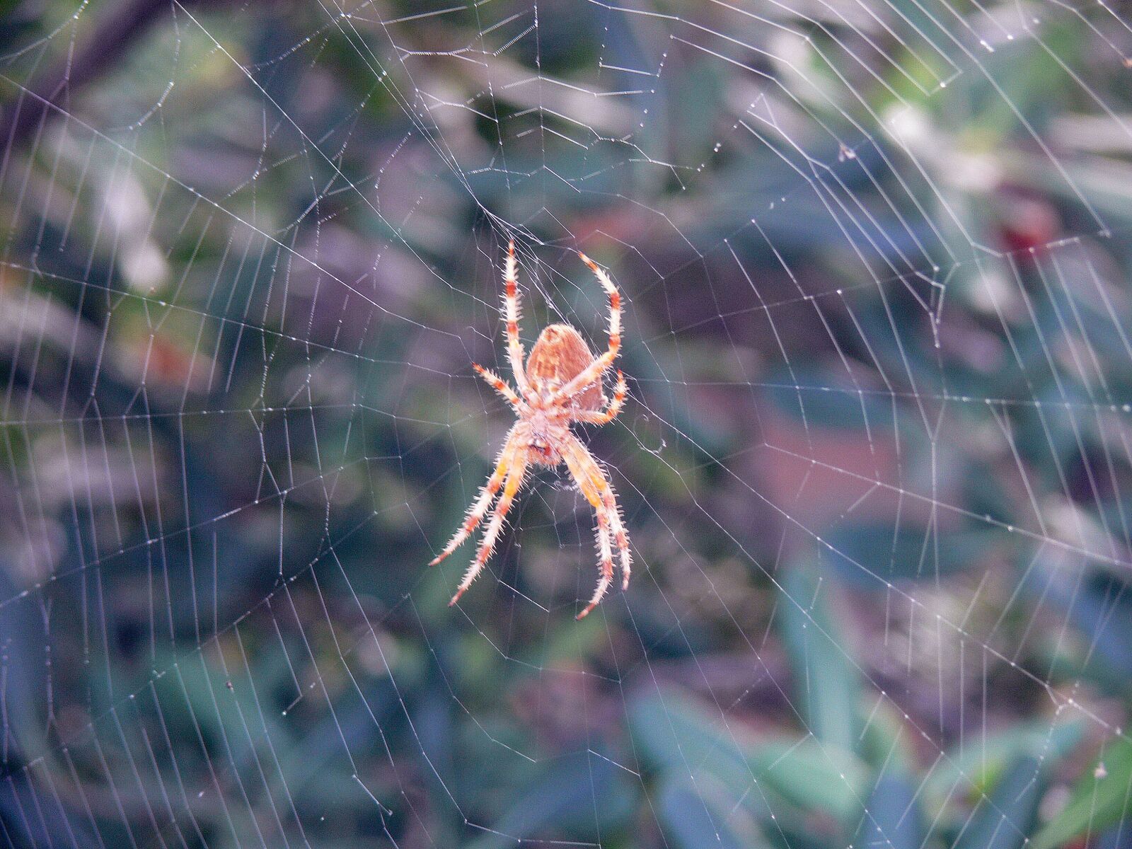 Panasonic DMC-FZ30 sample photo. Spider, insect, web photography