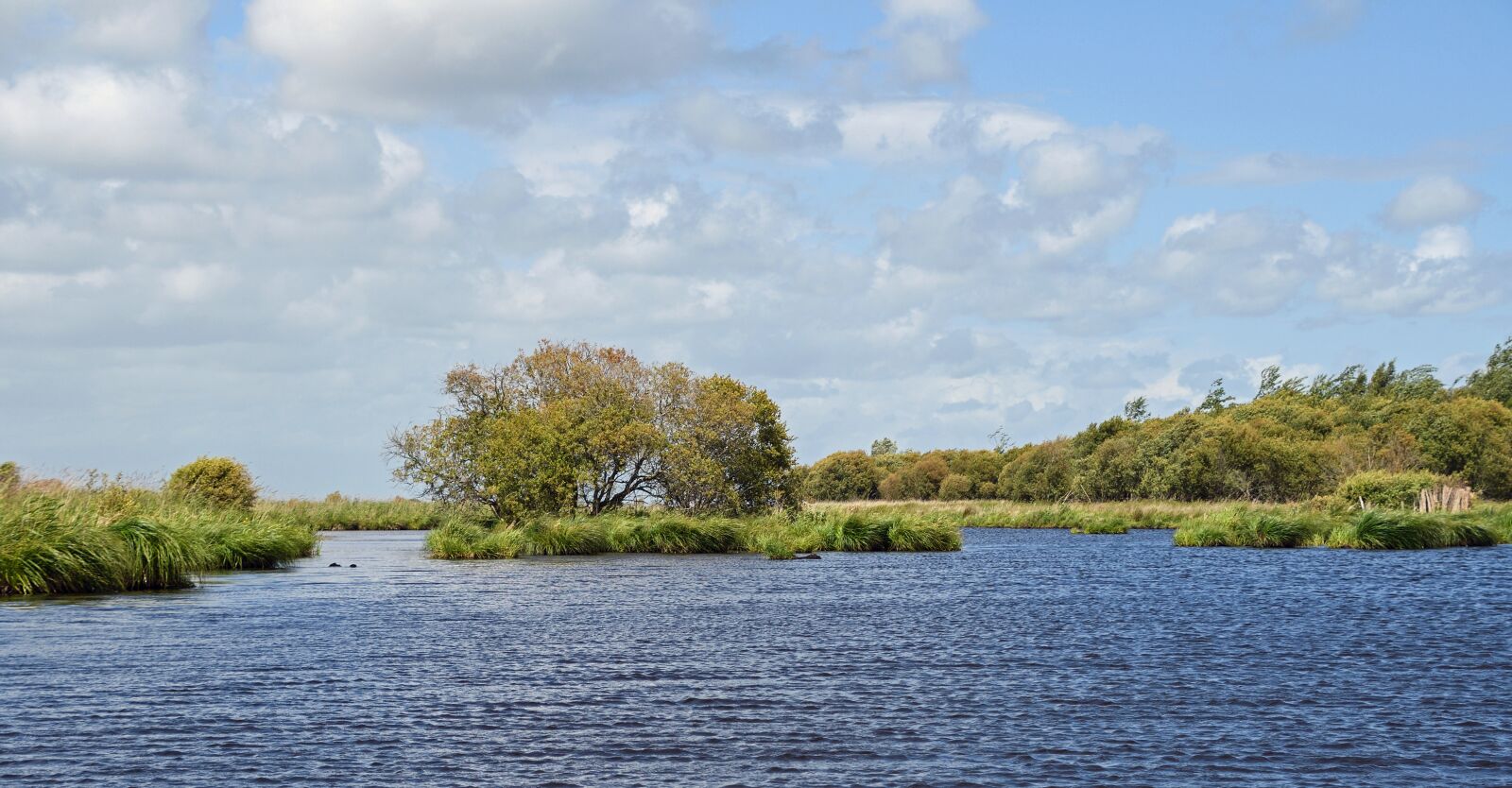 Nikon D500 sample photo. Marsh, bri re, loire photography