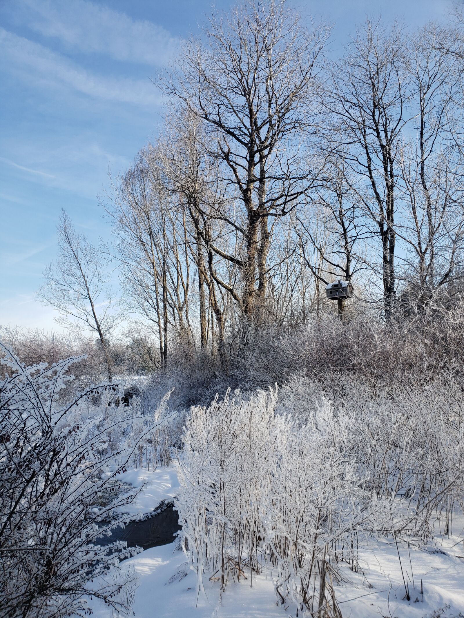 Samsung Galaxy S9+ sample photo. Winter, scene, woods photography