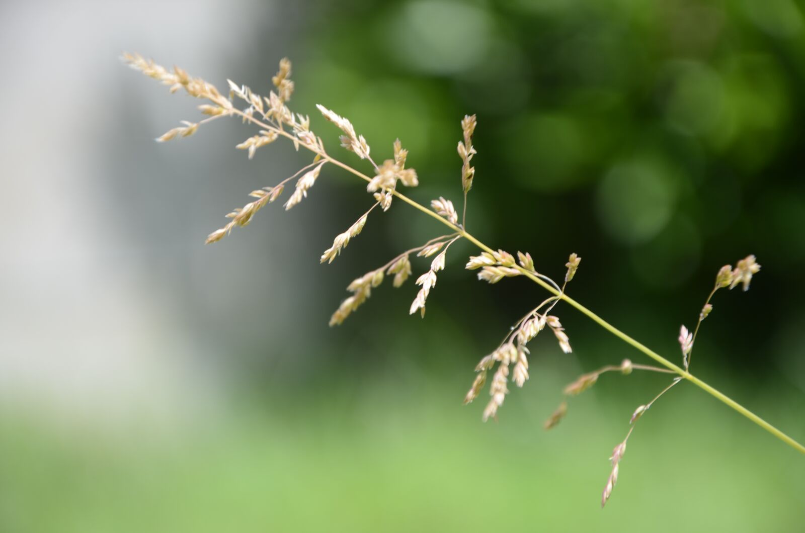 Nikon D5100 sample photo. Grass, blur, nature photography