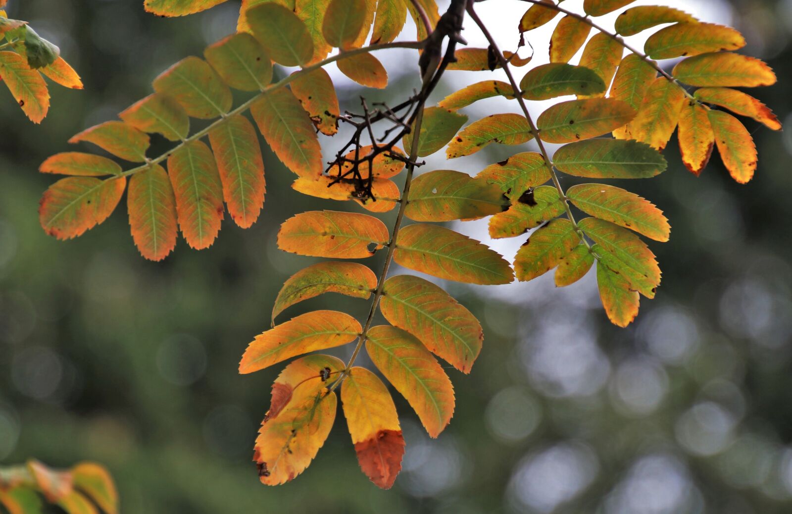 Canon EOS 80D sample photo. Autumn, plant, rowan photography