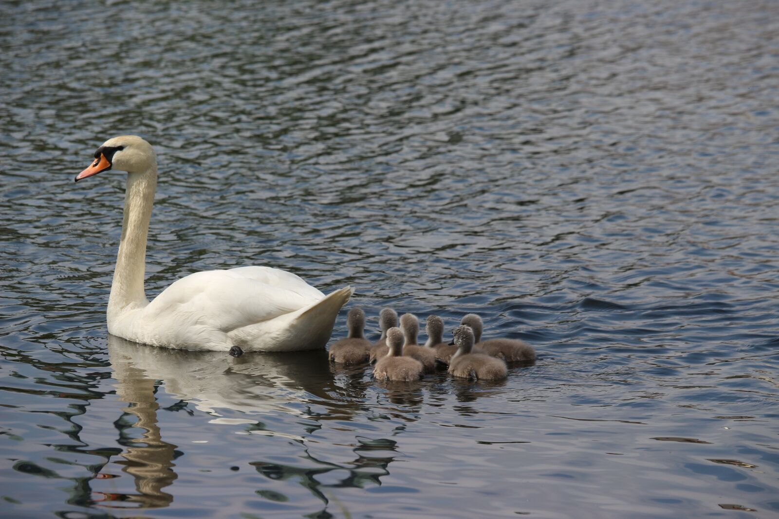 Canon EOS 700D (EOS Rebel T5i / EOS Kiss X7i) sample photo. Swan, swans, water bird photography