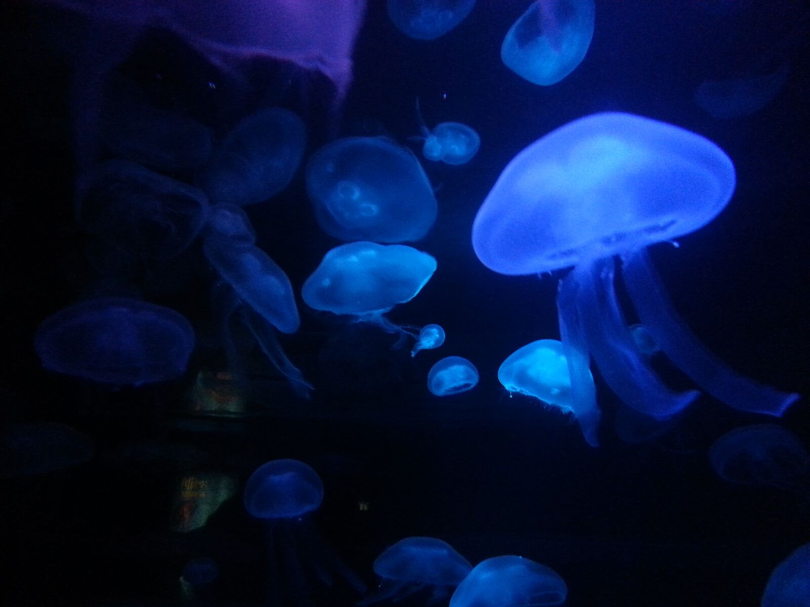 Samsung Galaxy S3 sample photo. Jelly fish, water, ocean photography