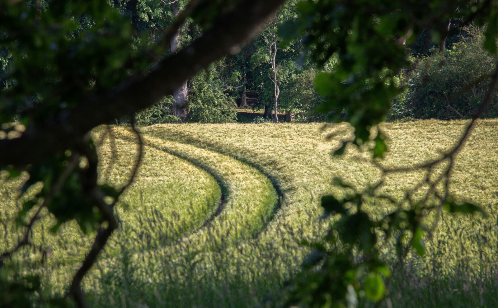 Canon EOS 700D (EOS Rebel T5i / EOS Kiss X7i) sample photo. Cornfield, landscape, agriculture photography
