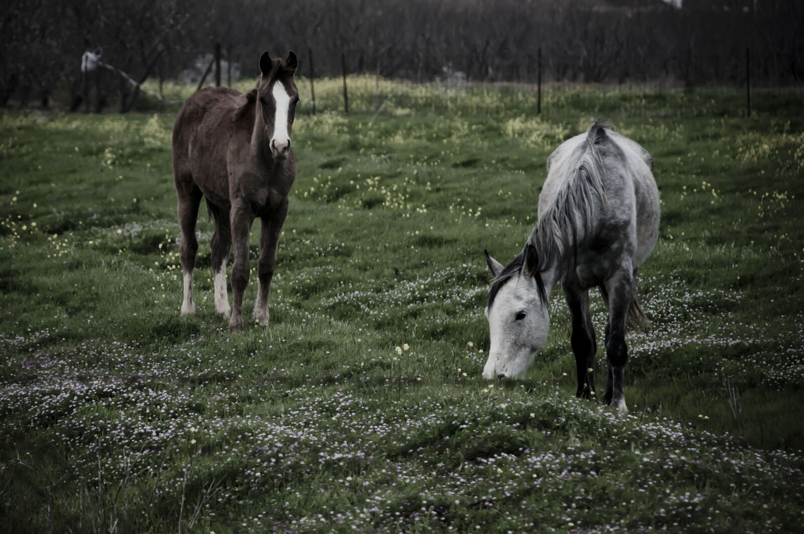 Nikon D5000 sample photo. Horses, grazing, farm photography