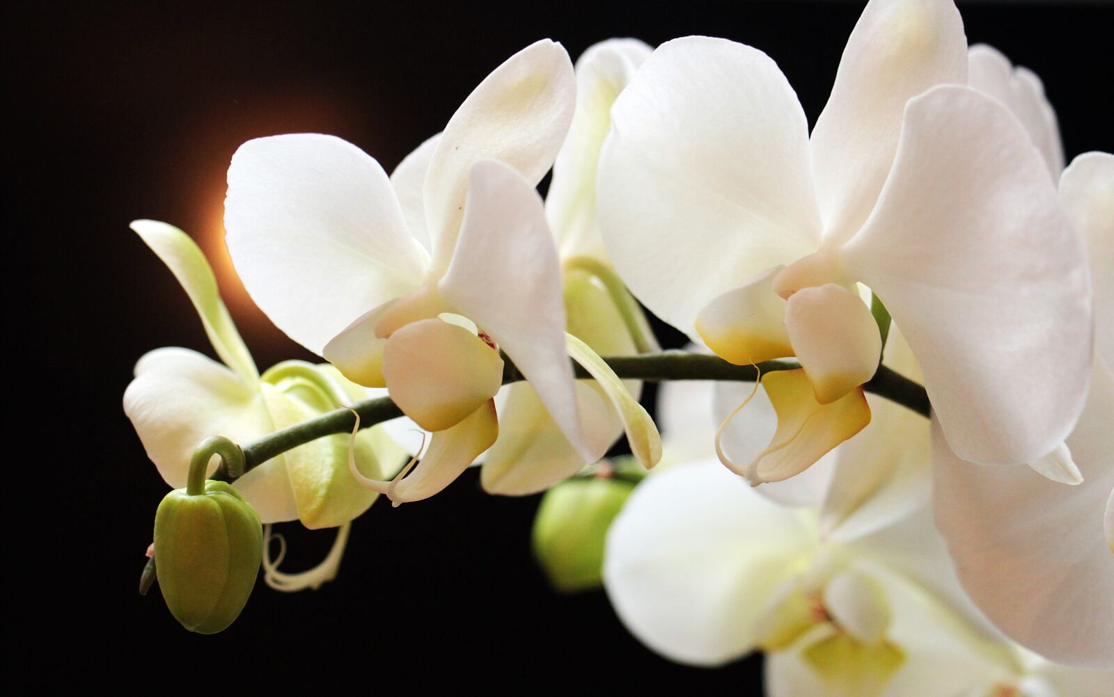 Canon EOS 550D (EOS Rebel T2i / EOS Kiss X4) sample photo. Orchids, flowers, flower photography