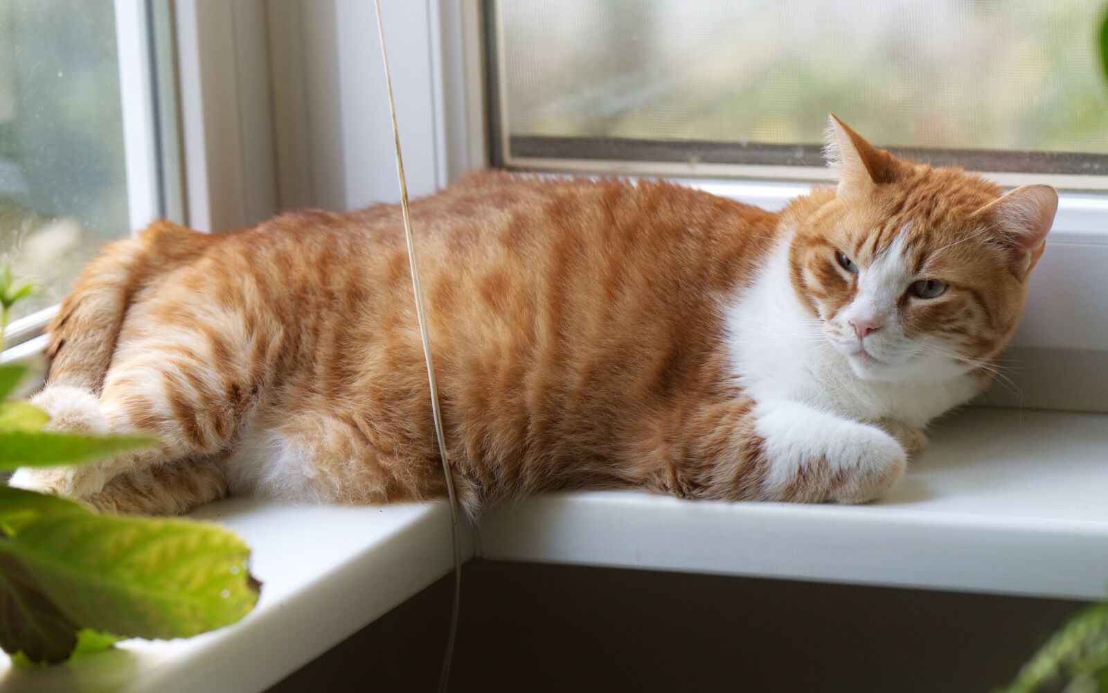 Nikon D5300 sample photo. Cat, pet, feline photography