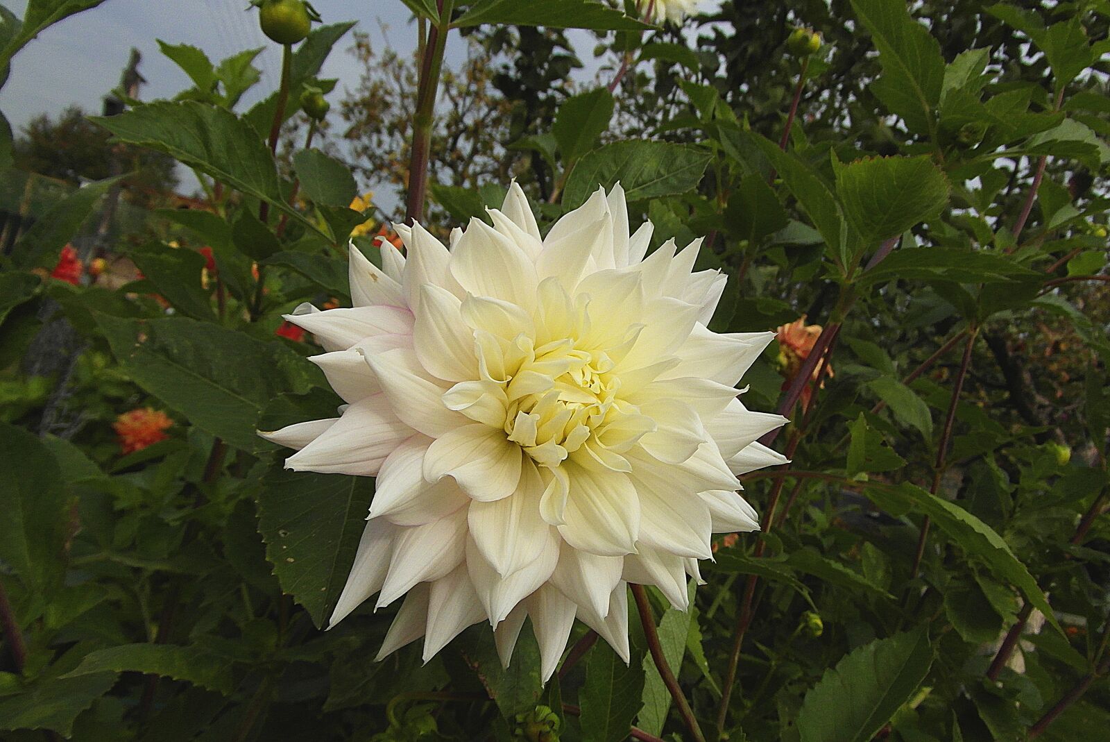 Samsung WB750 sample photo. Dalia, flower, white photography