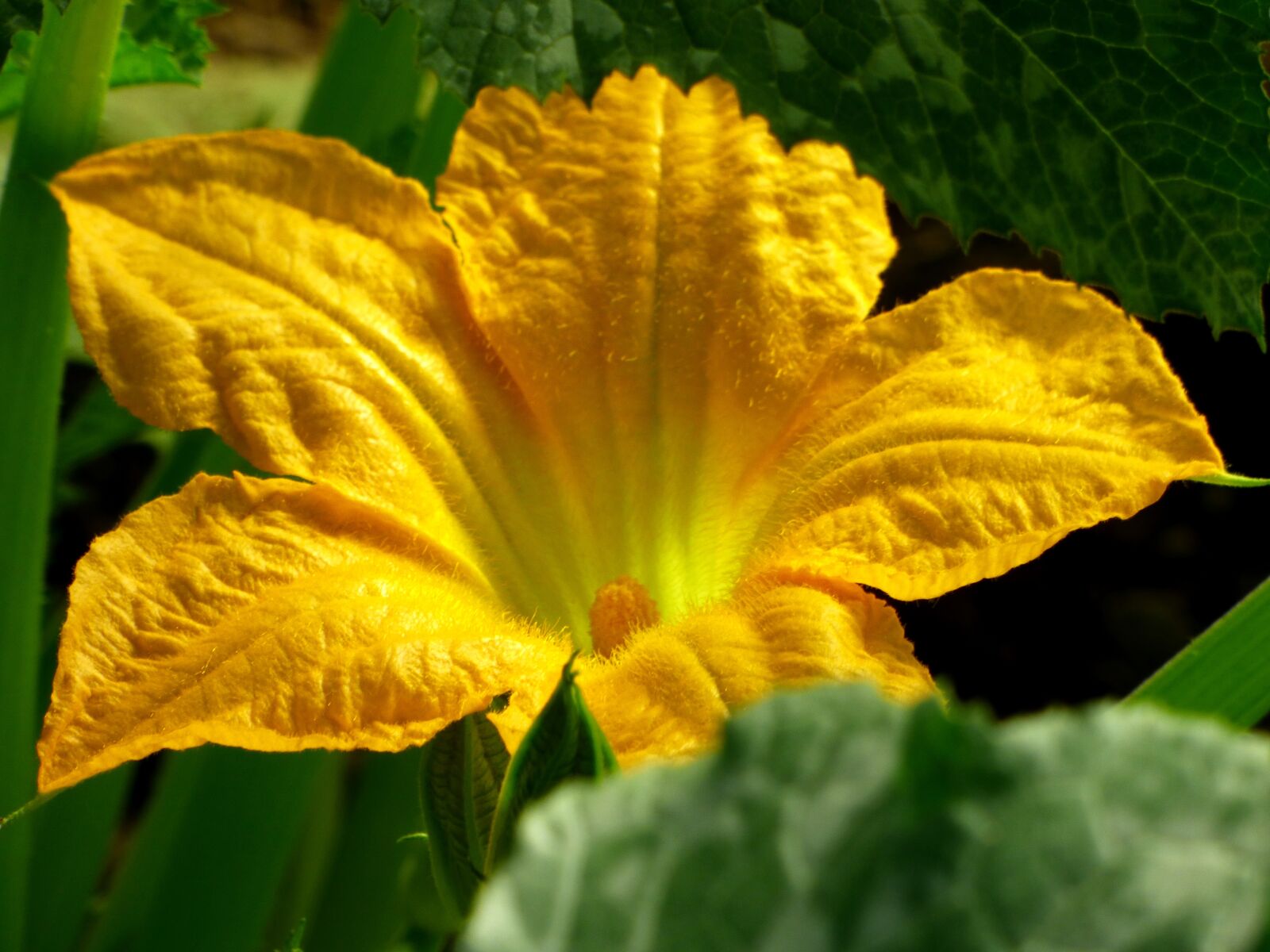 Panasonic DMC-FZ72 sample photo. Flower, pumpkin, petals photography