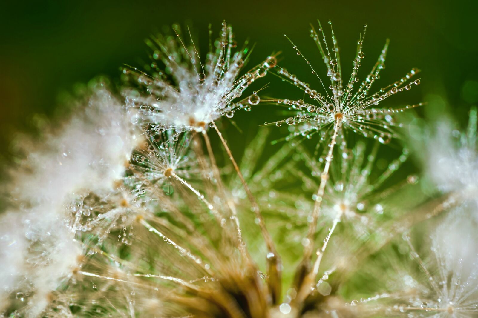 Nikon Df sample photo. Nature, drop of water photography