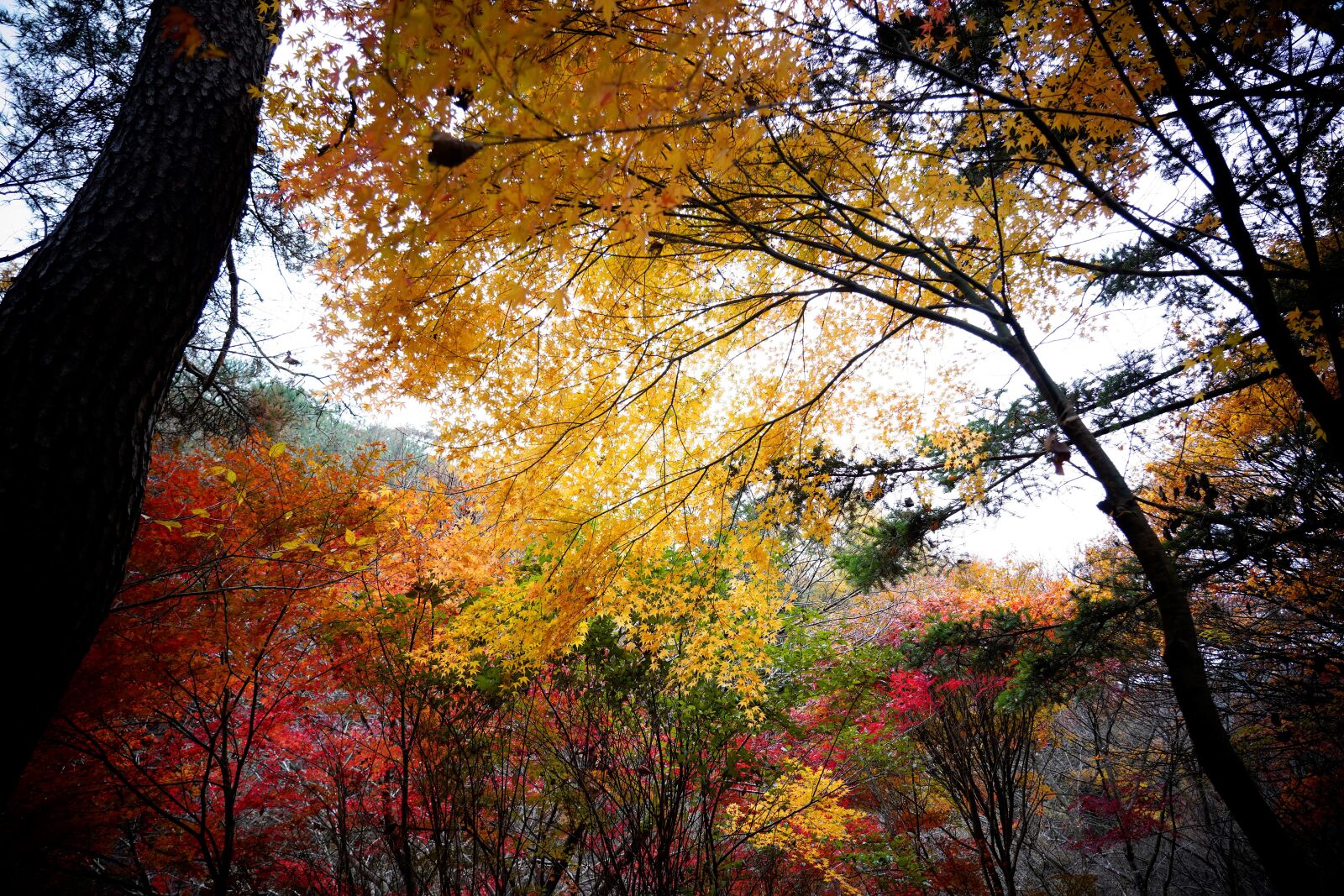 Sony FE 24-105mm F4 G OSS sample photo. Autumnal tints, red, auttum photography
