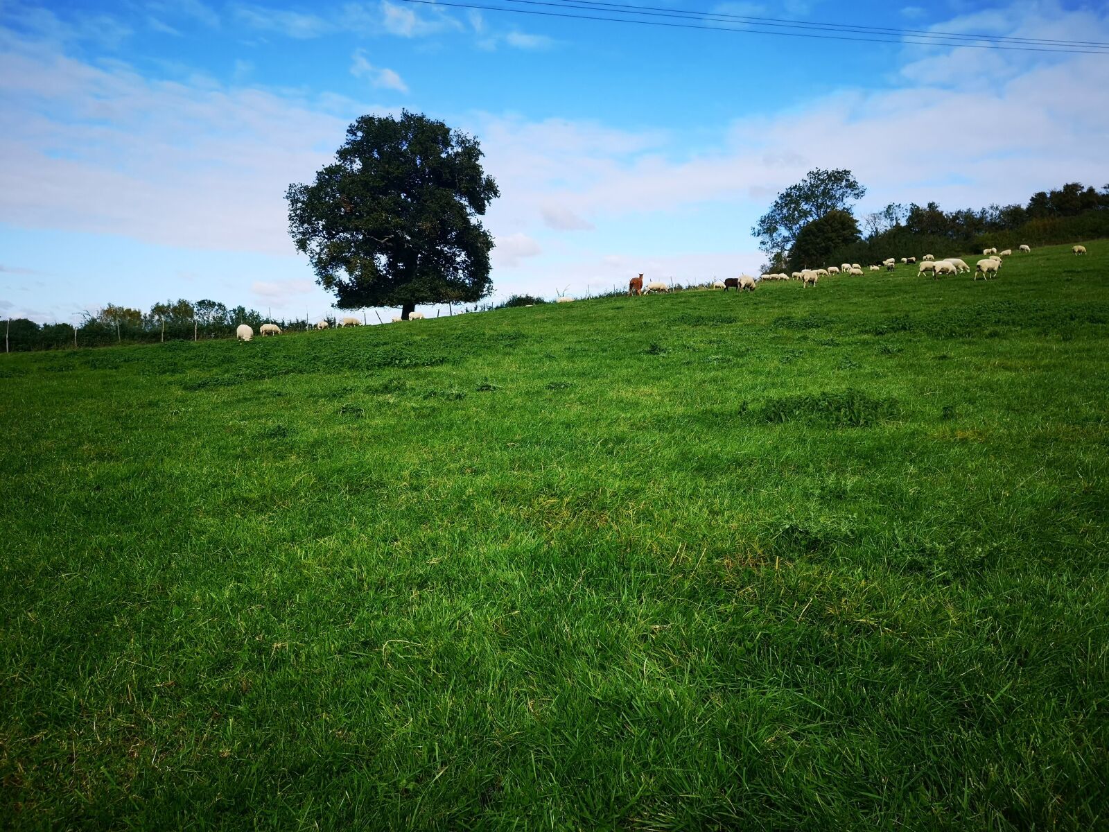 HUAWEI CLT-L09 sample photo. Land, farm, sky photography