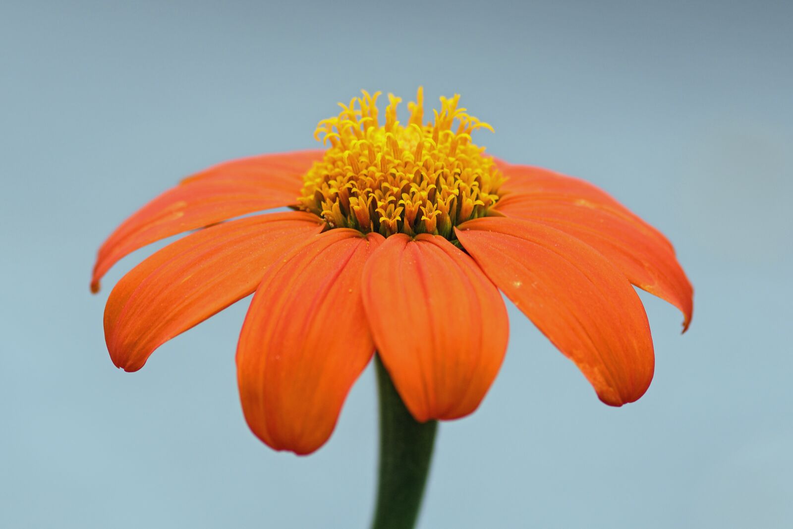 Nikon D500 + Tokina AT-X Pro 100mm F2.8 Macro sample photo. Flower, petal, orange photography