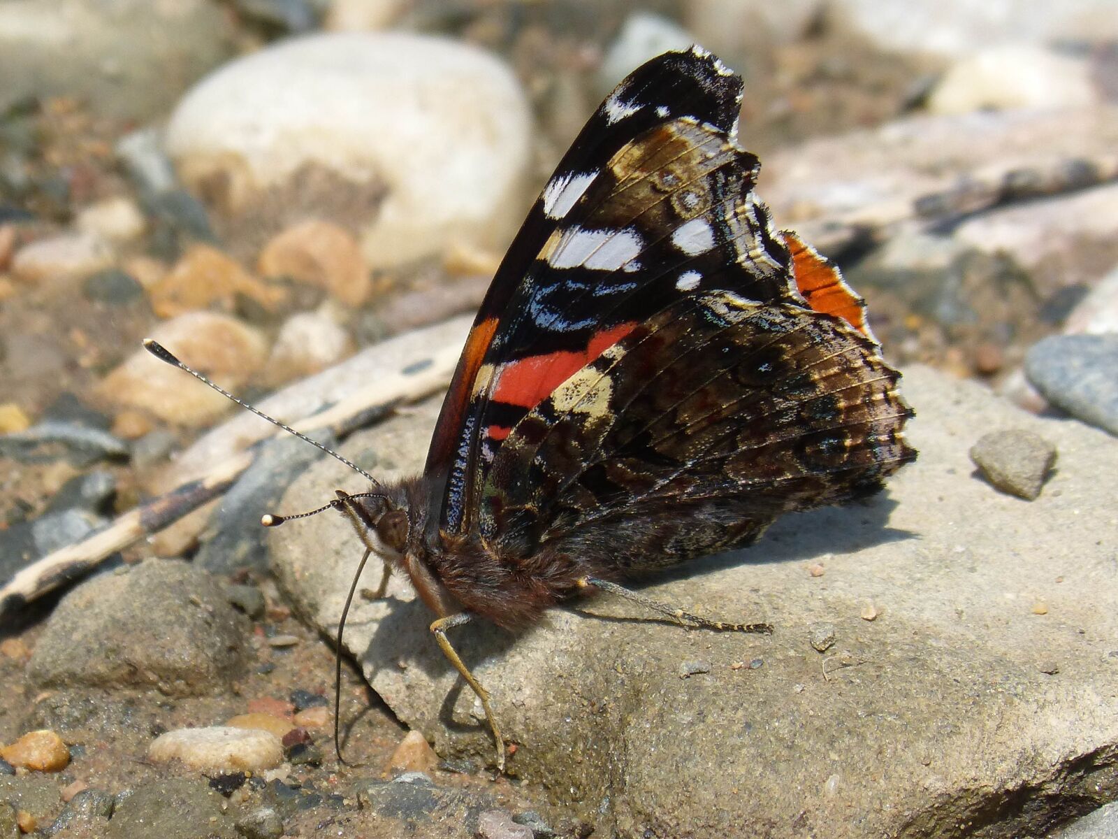 Panasonic DMC-FZ62 sample photo. Butterfly, vanesa, vanessa atalanta photography