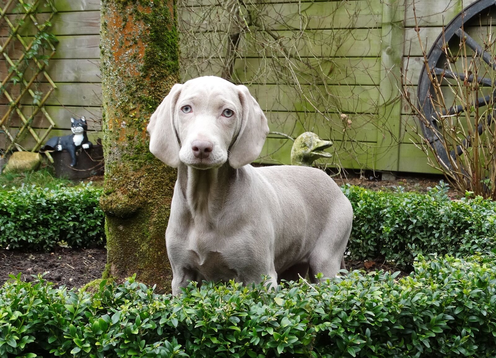 Sony Cyber-shot DSC-HX300 sample photo. Weimaraner, remote access, dog photography