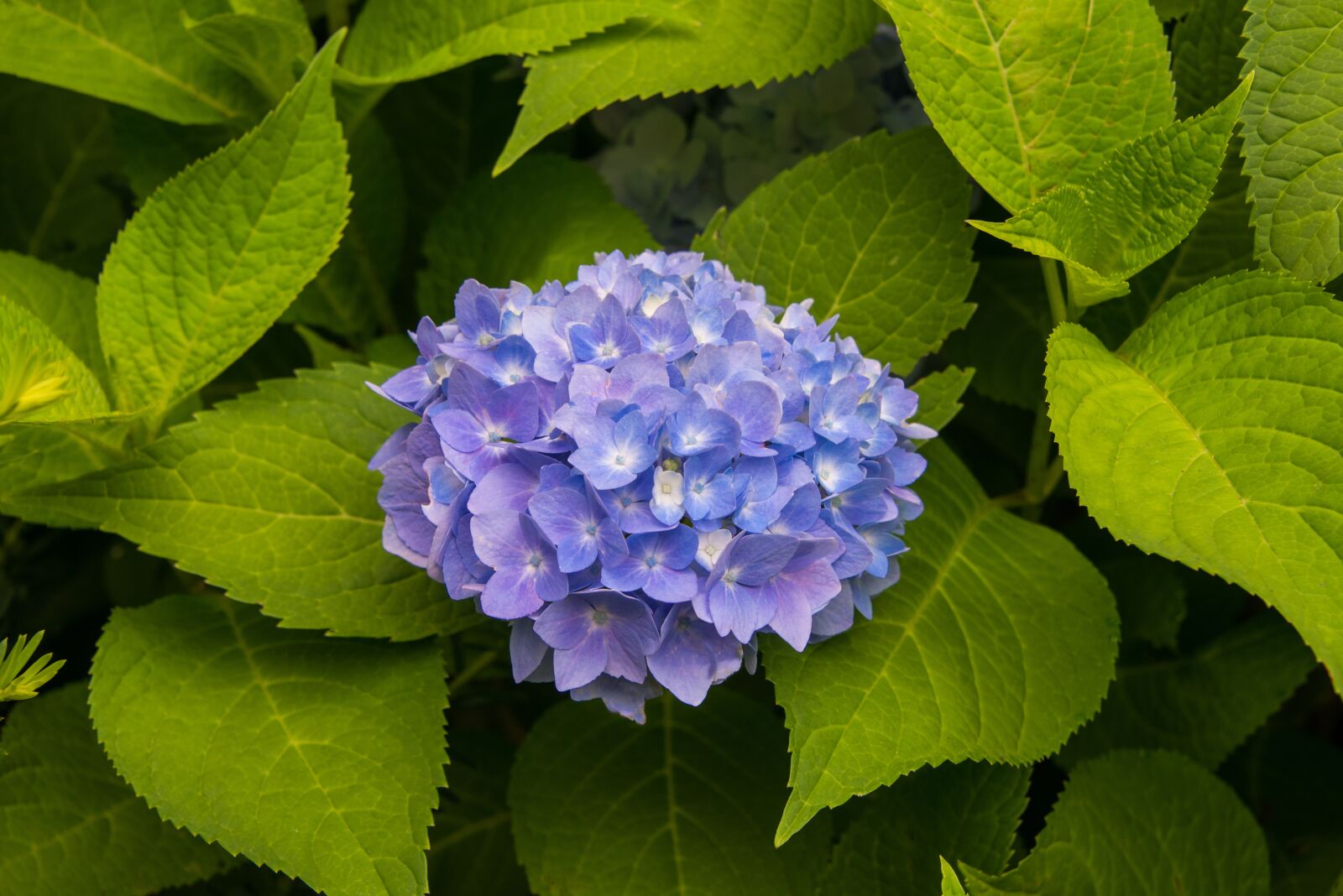 Nikon D800 sample photo. Flowers, blue, gresh photography