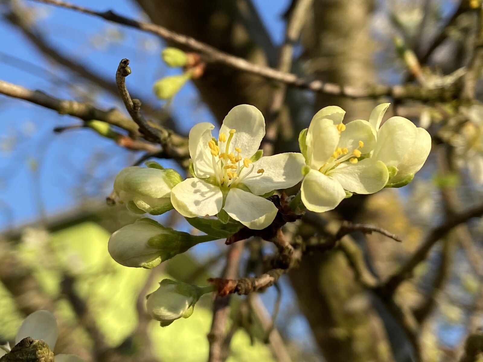 Apple iPhone 11 sample photo. Spring, flowers, yellow photography