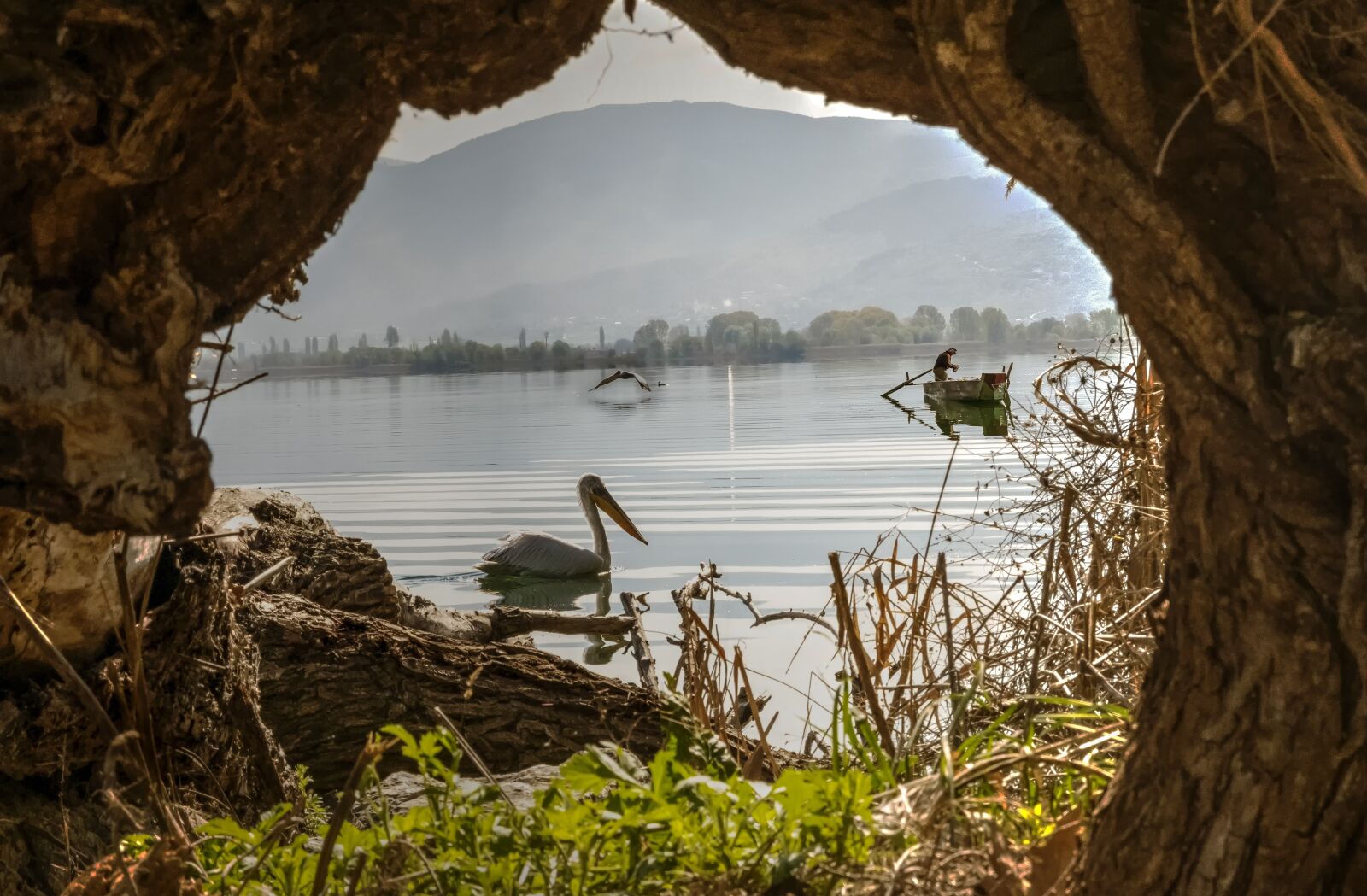 Nikon D5300 sample photo. Lake, tree, pelican photography