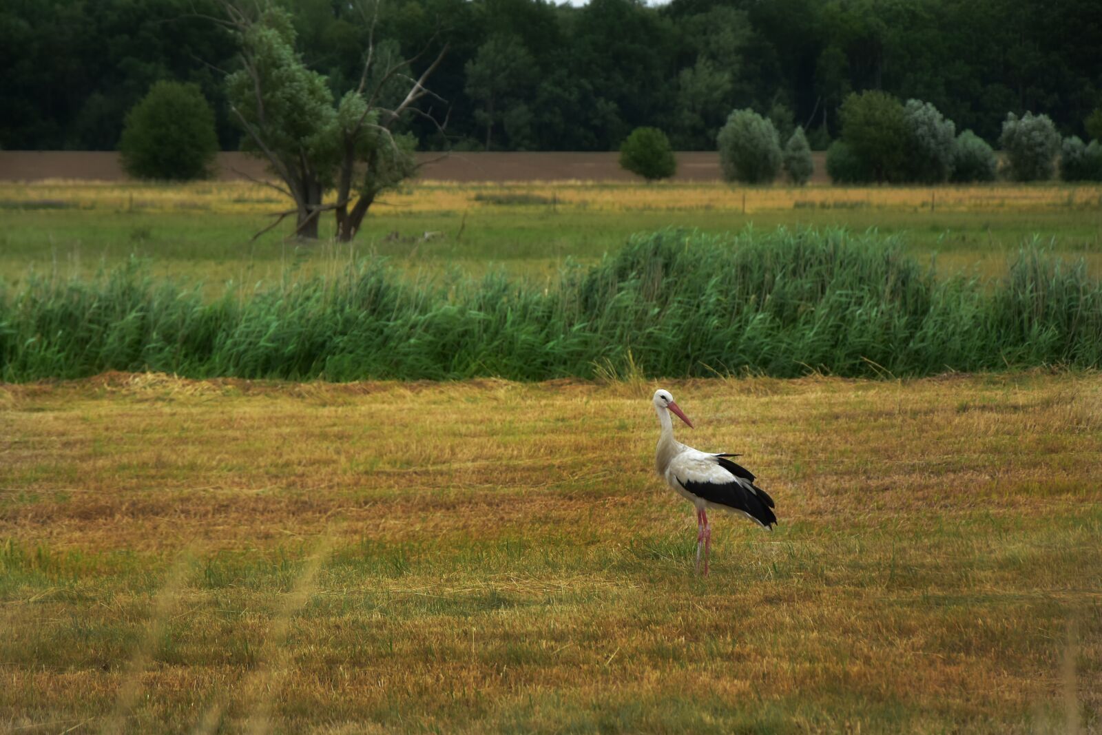 Nikon D5600 sample photo. Stork, bird, animal photography