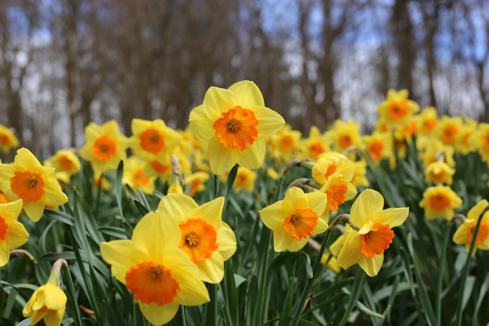 Canon EOS 6D + Canon EF 50mm F1.8 STM sample photo. Daffodils, flowers, daffodil photography