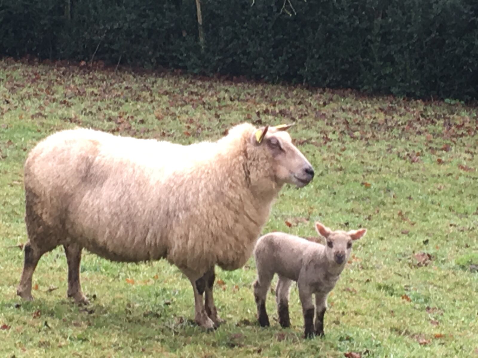Apple iPhone 6s sample photo. Sheep, lamb, farm photography