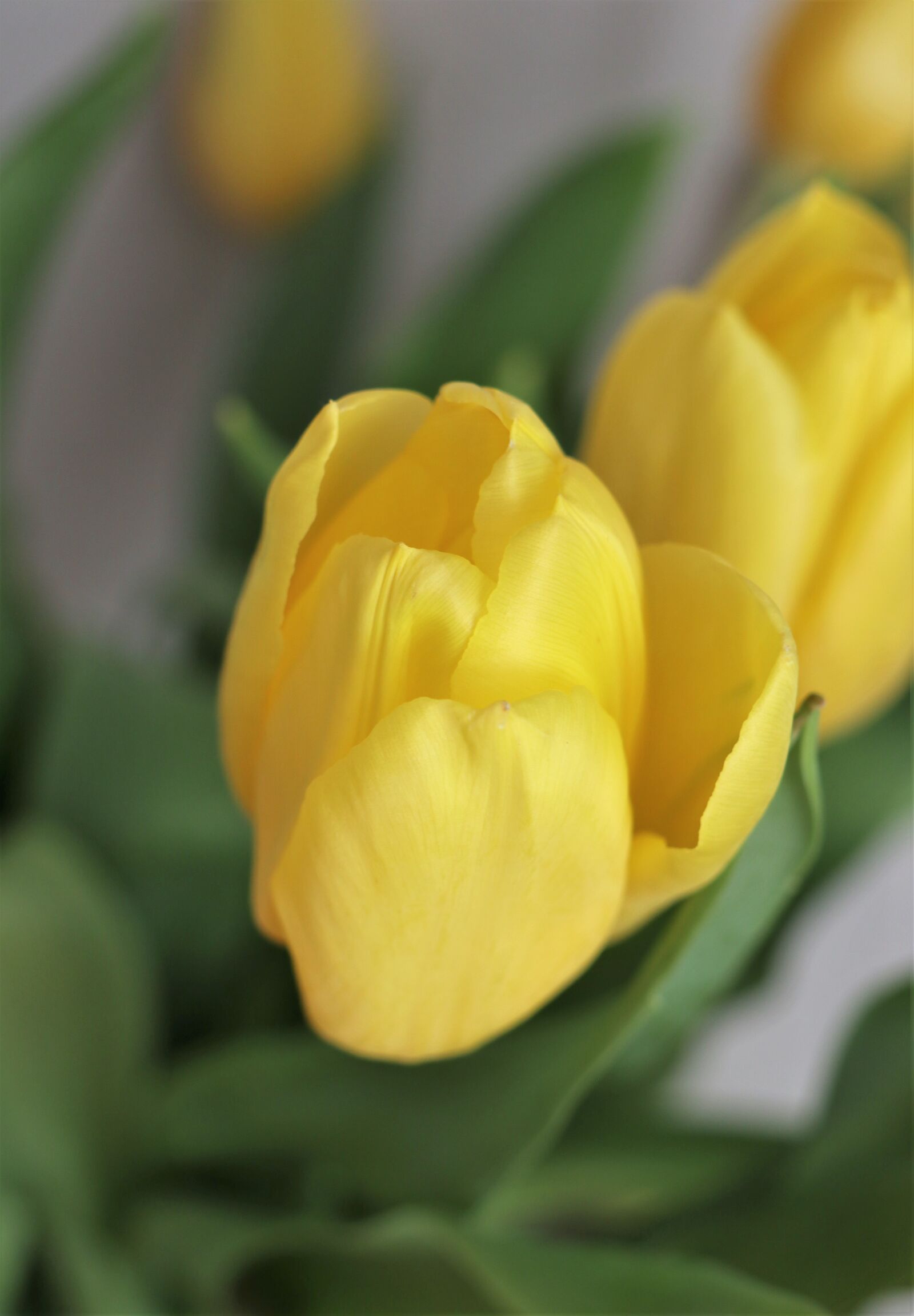 Canon EOS M6 sample photo. Spring, tulip, flowers photography