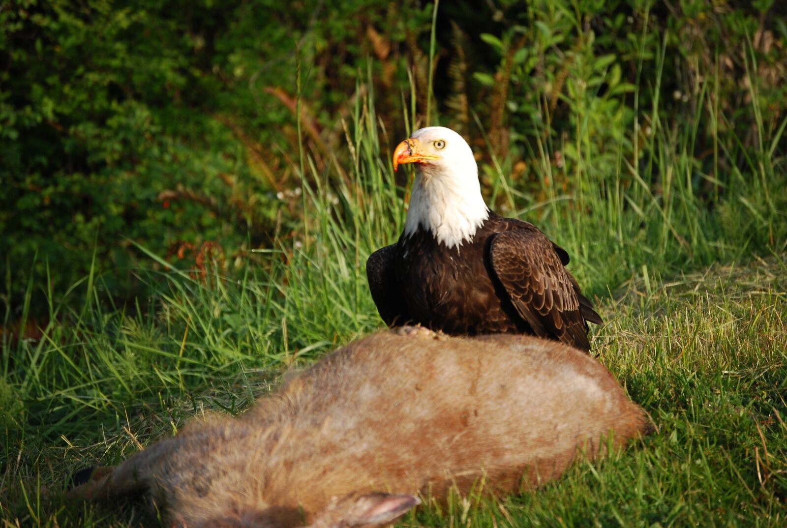Nikon D40X sample photo. Eagle, scavenger, bird photography