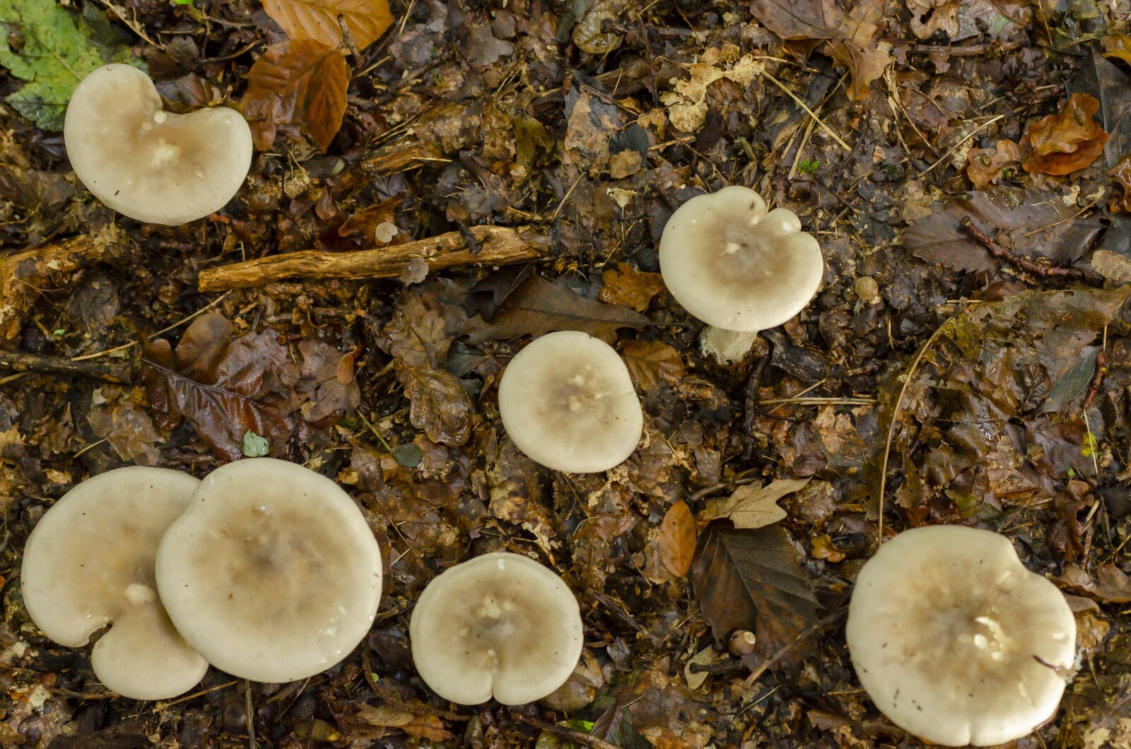 Nikon D7000 sample photo. Fall, fungus, undergrowth photography