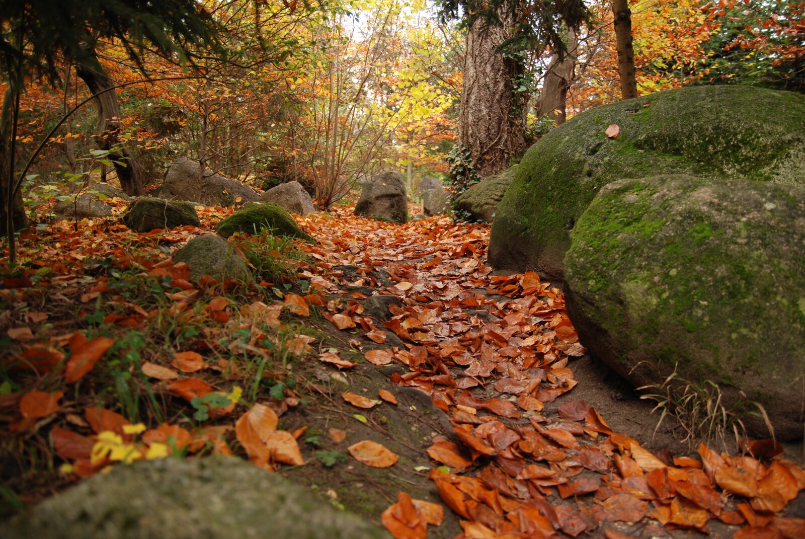 Nikon D80 sample photo. Trail, autumn, autumn leaves photography