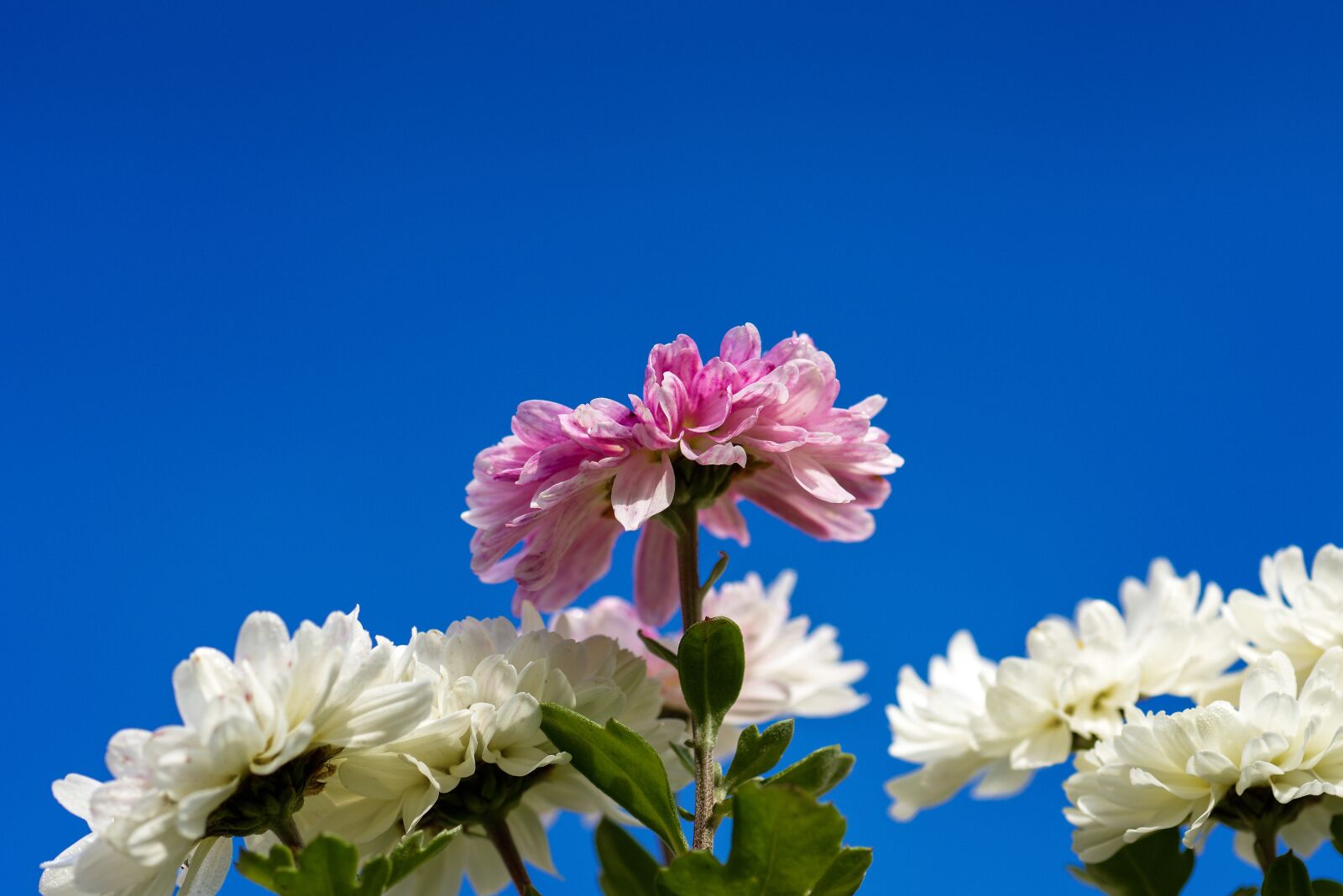 Nikon D7200 sample photo. Aster, pollen, petals photography