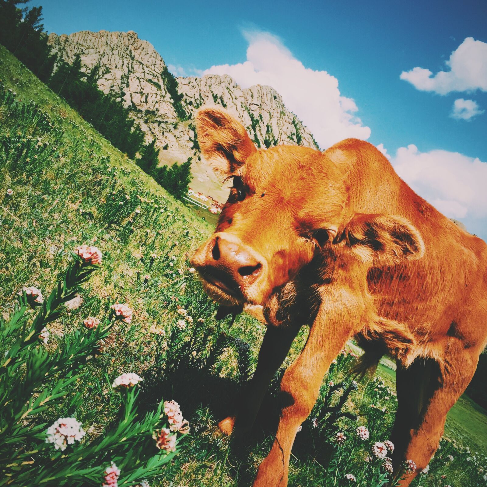 Apple iPhone 6 sample photo. Brown, calf, cattle photography