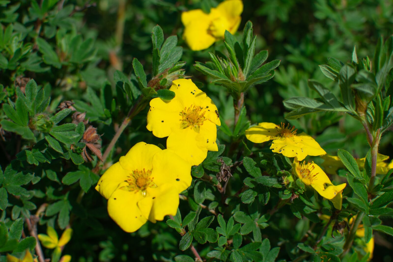 Nikon D3400 sample photo. Flowers, garden, spring photography