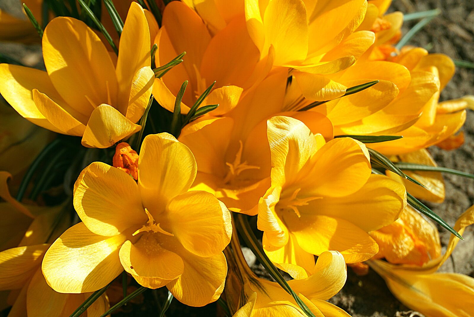 Sony a6000 sample photo. Crocus, yellow, the flowers photography
