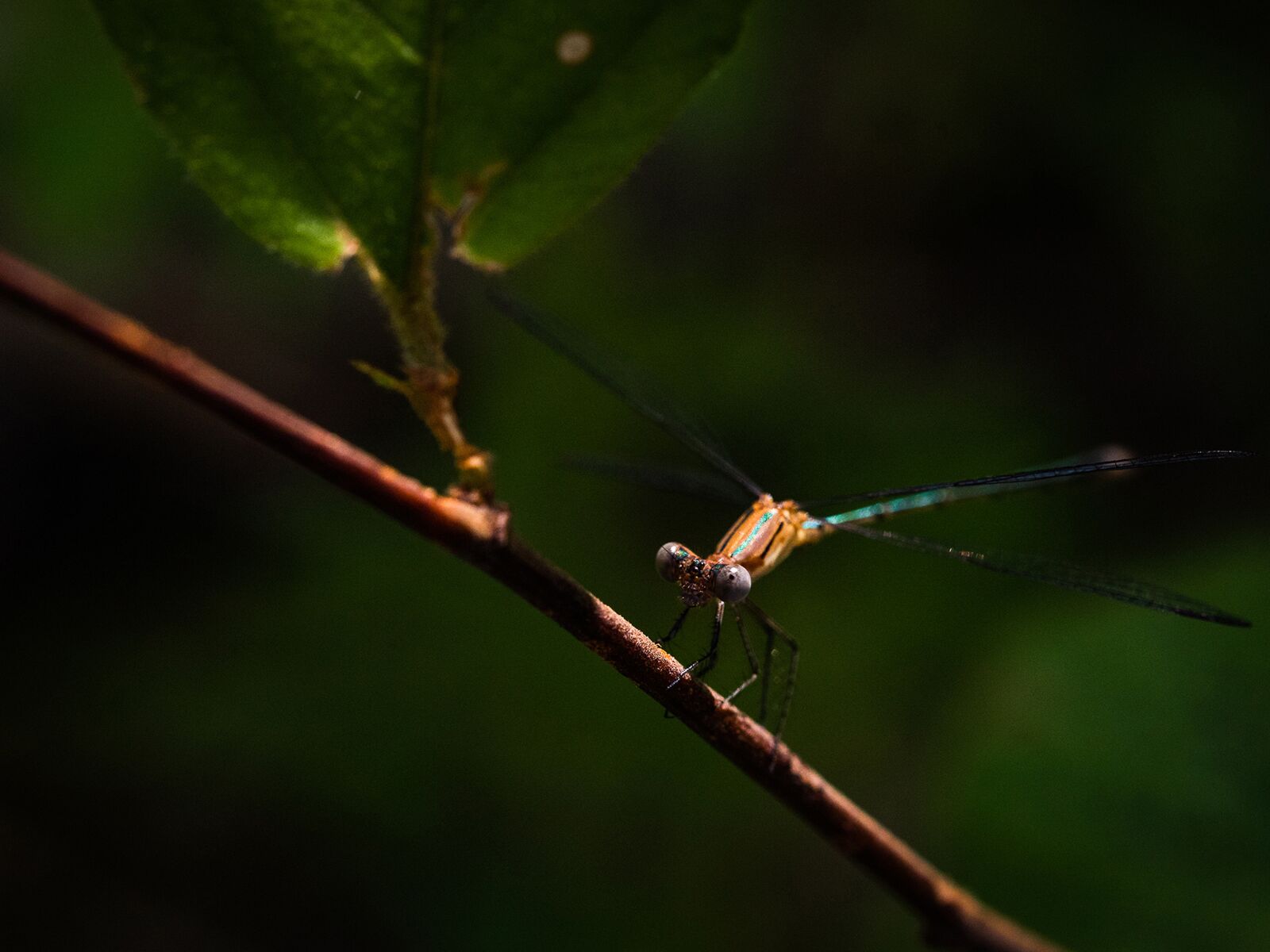 GoPro Hero5 Black sample photo. Dragonfly, insect, nature photography