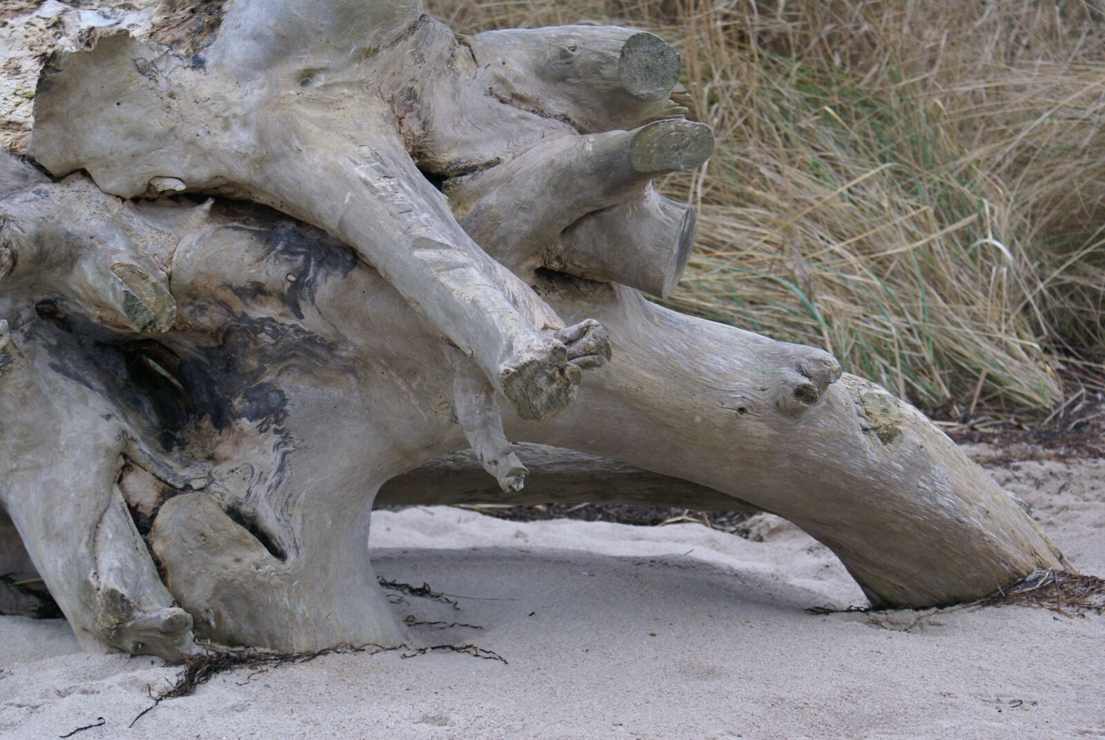 Sony Alpha DSLR-A100 sample photo. Wood root, cliff, beach photography