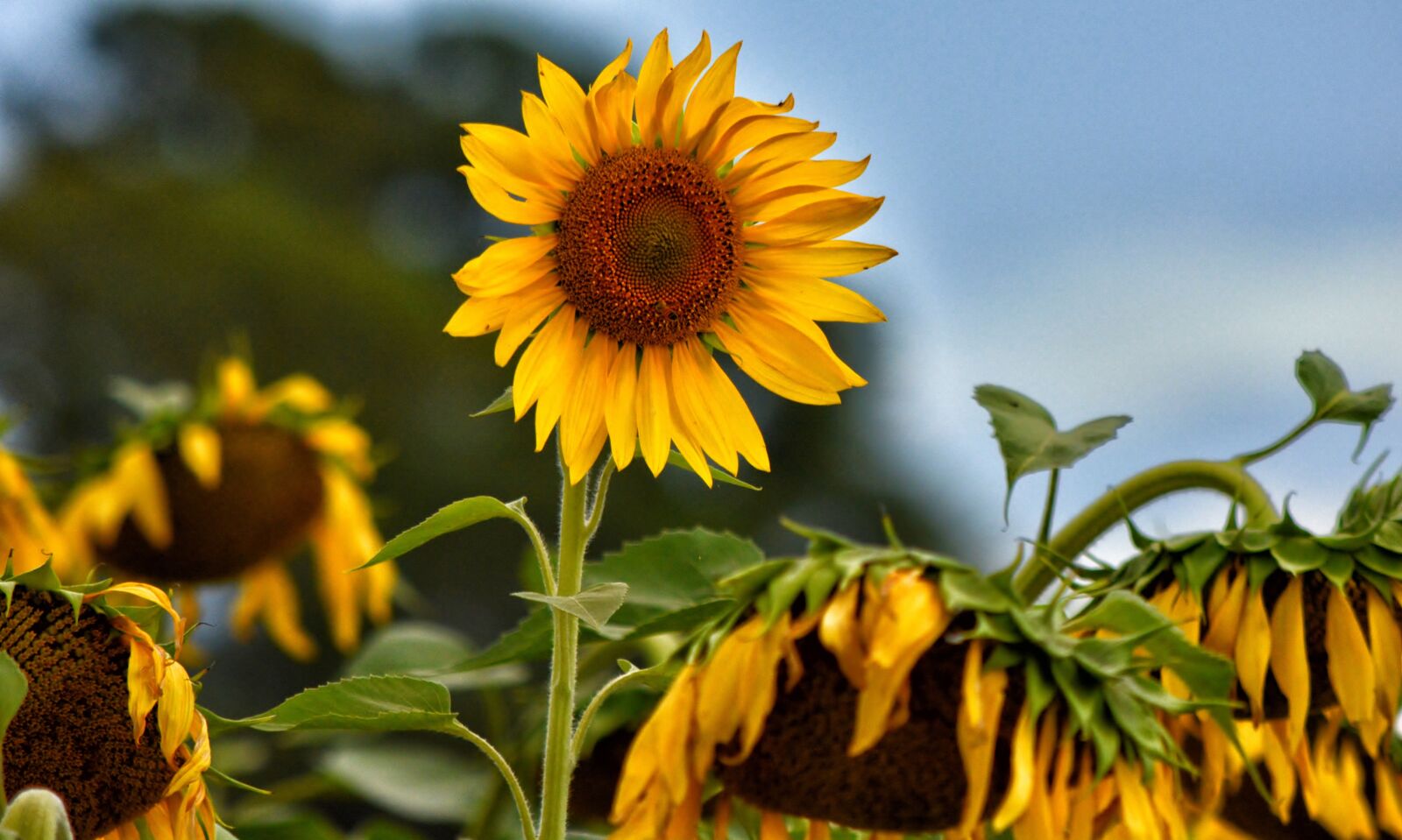 Nikon D5200 sample photo. Sunflower, field, landscape photography