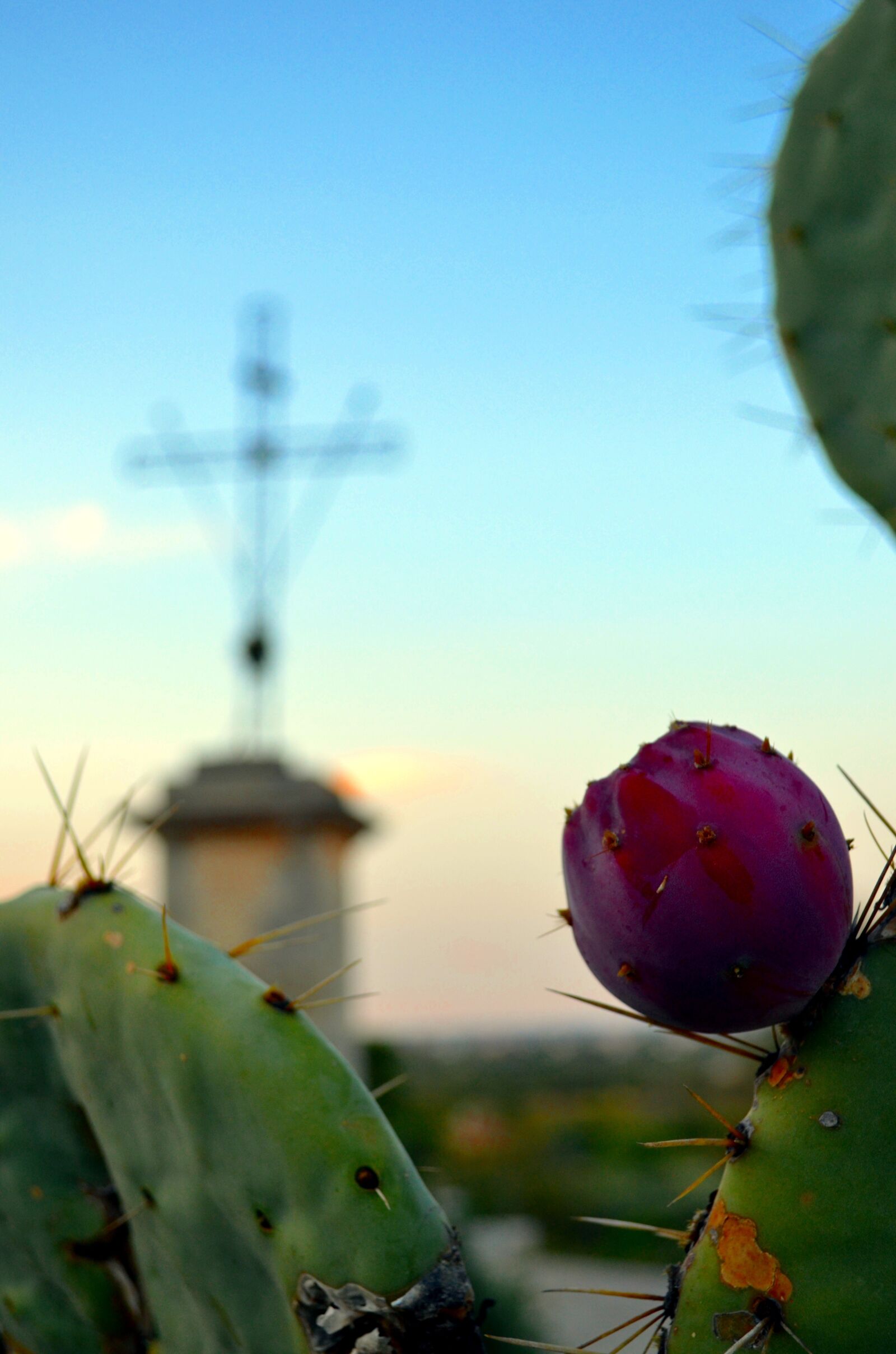 Nikon D5100 sample photo. Prickly pear, cross, sunset photography