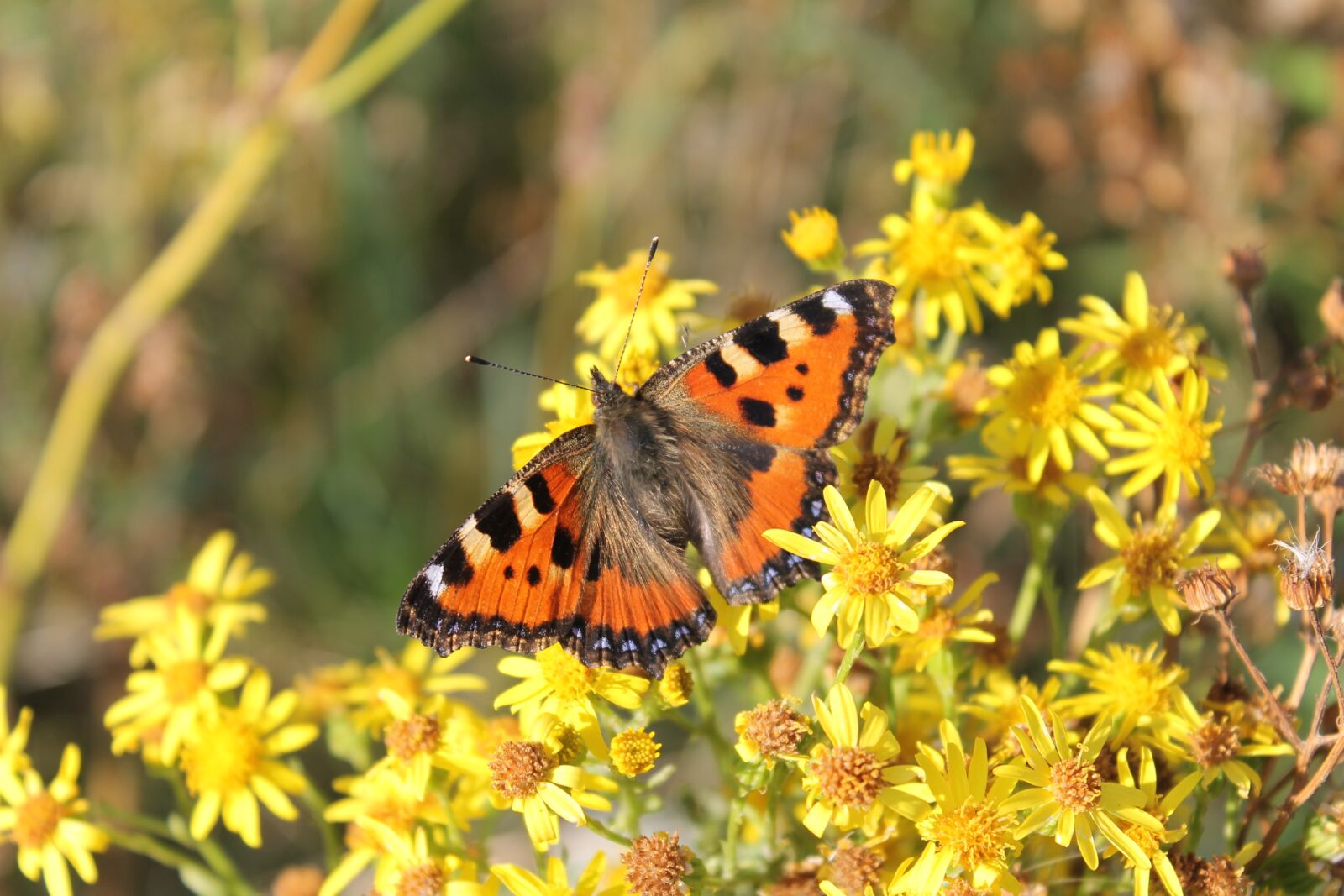 Canon EOS 1100D (EOS Rebel T3 / EOS Kiss X50) sample photo. Insect, butterfly, nature photography
