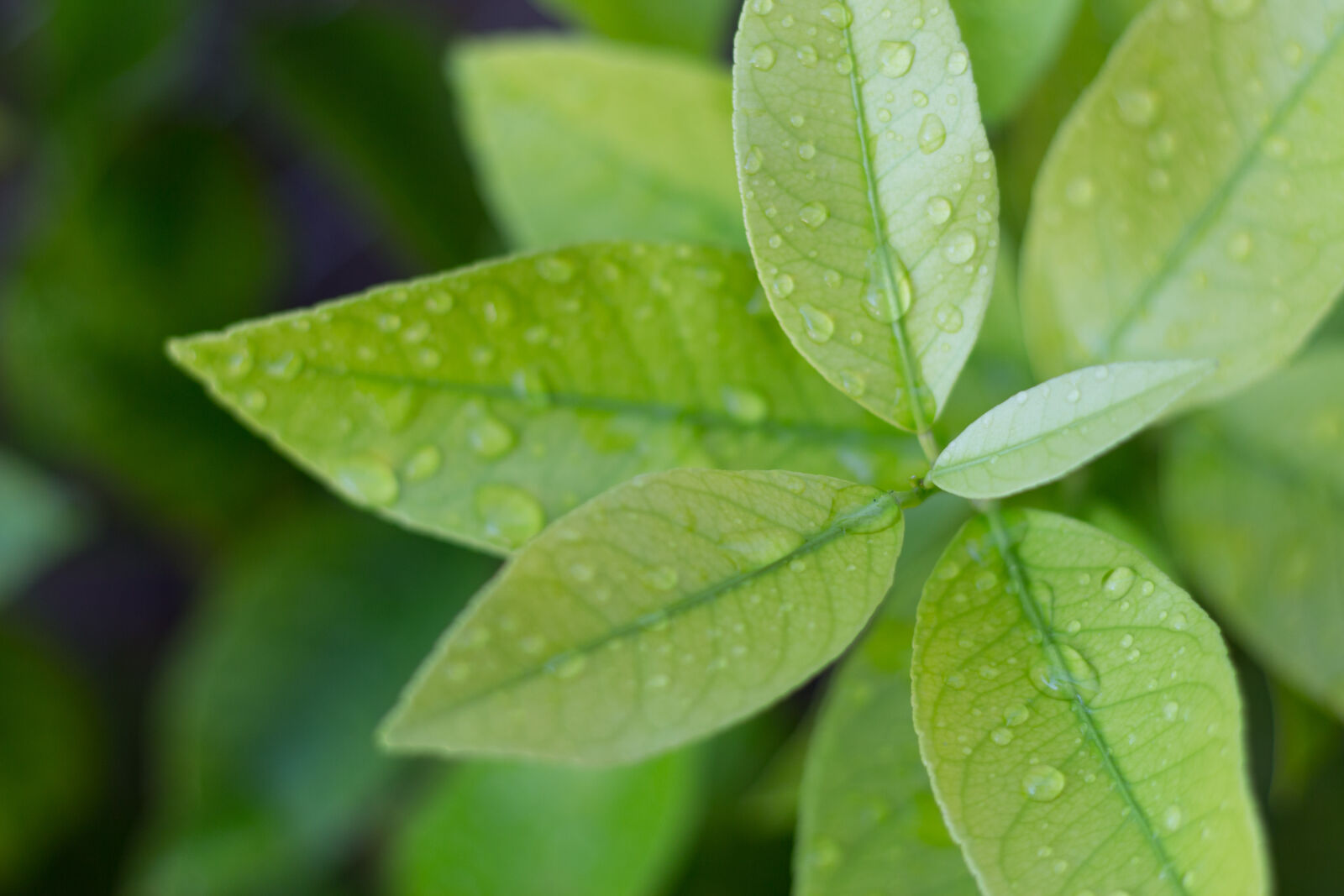Canon EOS 700D (EOS Rebel T5i / EOS Kiss X7i) sample photo. Green, leaves, lemon, tree photography
