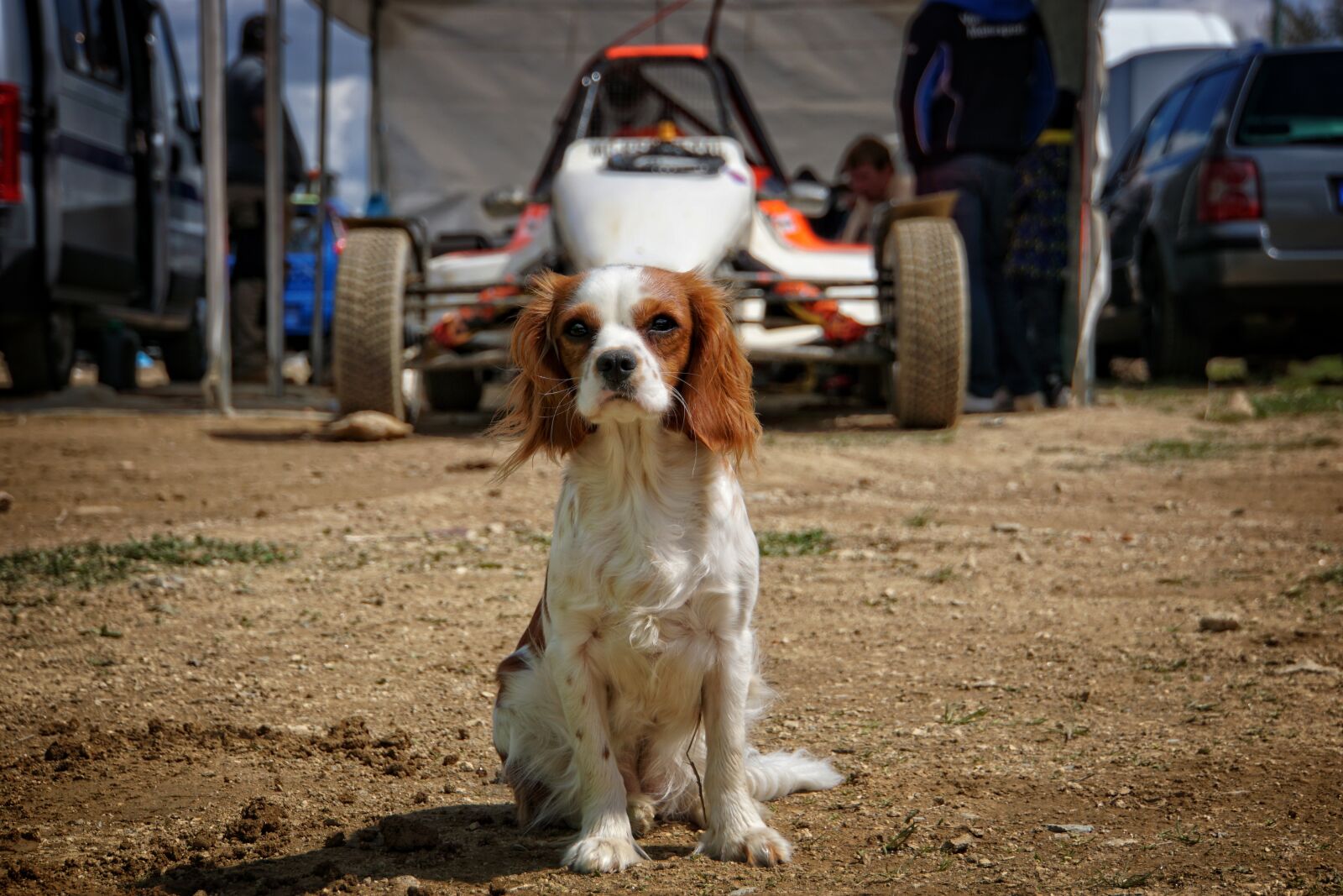 Sony E 18-200mm F3.5-6.3 OSS LE sample photo. Dog, cavalier king charles photography